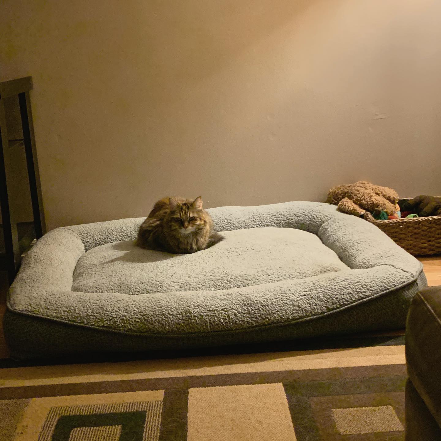 Nov 2, 2019: #latergram ⁣ New bed hype 🛏 ⁣ ⁣ #germanshepherd #gsd #belgianshepherd #groenendael #dogsofinstagram #dogsofinsta #dogsofig #dogstagram #dogbed #mainecoon (mix 😼) #mai...