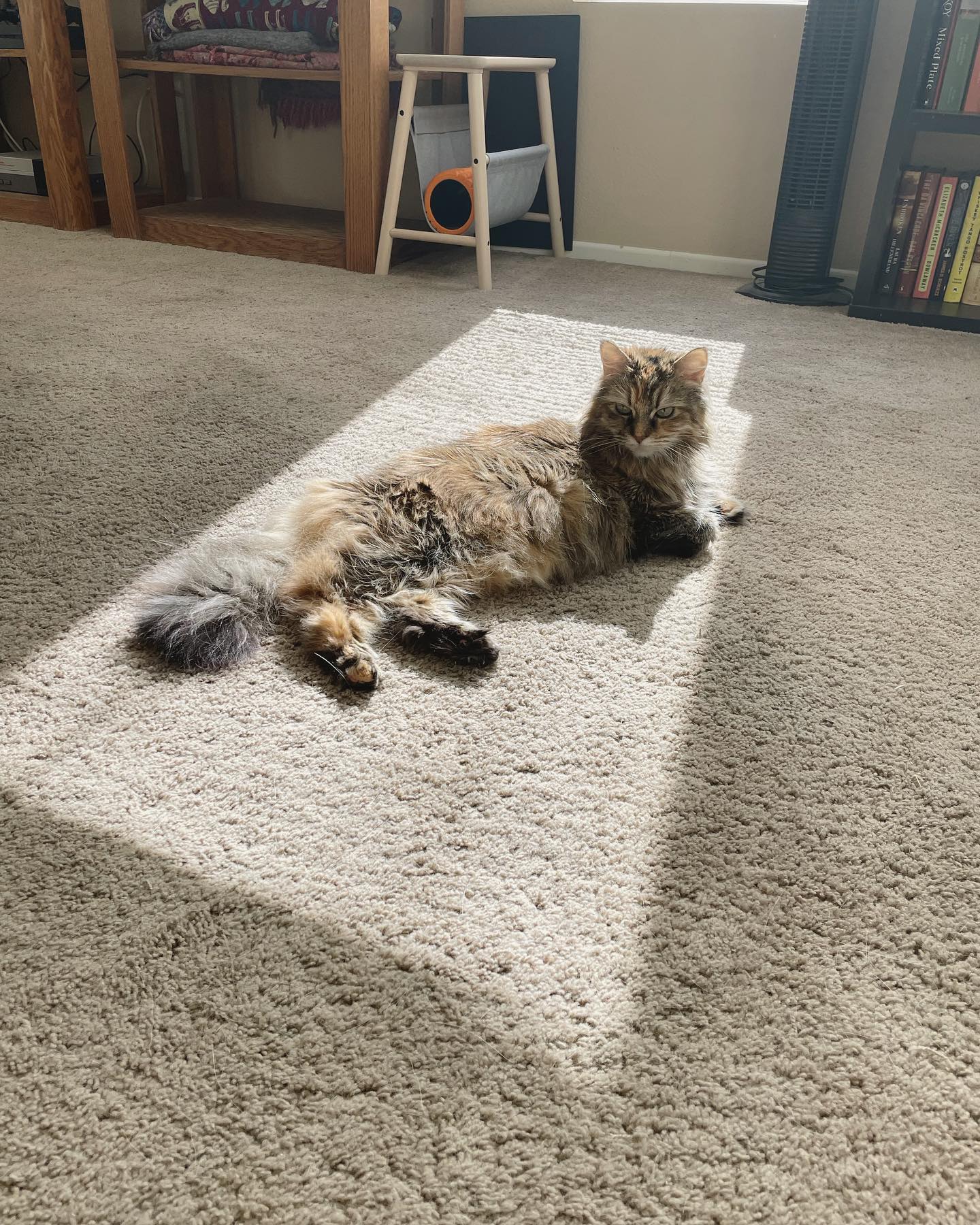 Apr 30, 2022: sunbeam kitty 🌞⁣ ⁣⁣ #mainecoon (mix 😻) #mainecooncat #mainecooncatsofinstagram #catsofinstagram #catsofinsta #catsofig #catstagram #catssunbathing