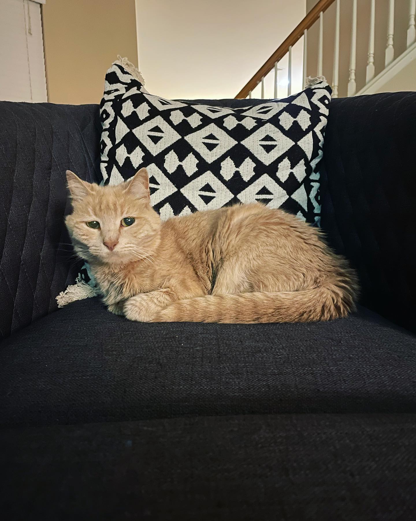 May 3, 2022: 🛋⁣ The new accent chair is a fan favorite ⁣ ⁣ #orangecat #orangecatsofinstagram #orangetabbycat #orangetabbycatsofinstagram #tabbycat #tabbycatsofinstagram #catsofins...