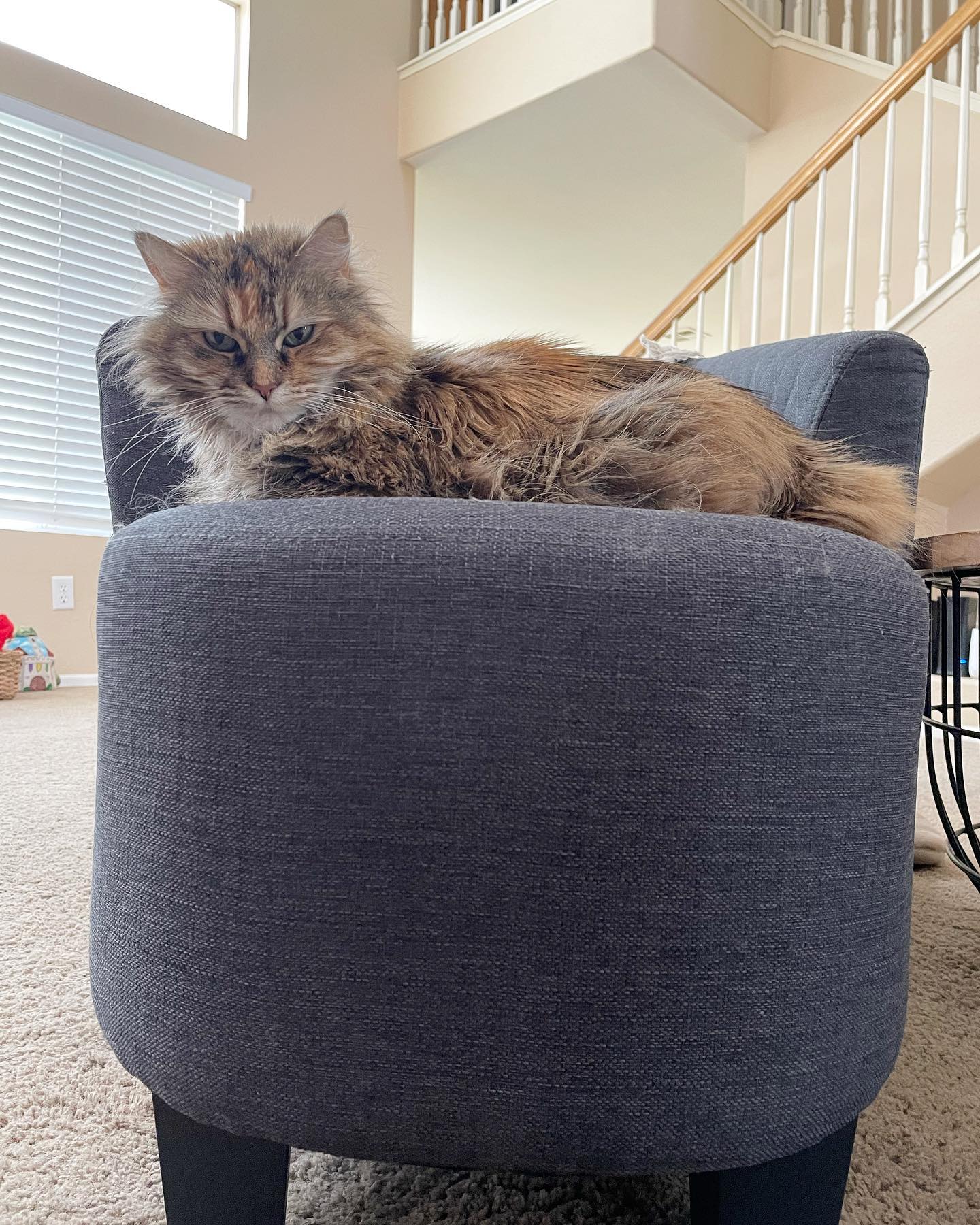 Apr 28, 2022: I disturbed her nap, and she is NOT amused 😒 ⁣ ⁣ #mainecoon (mix 😾) #mainecooncat #mainecooncatsofinstagram #catsofinstagram #catsofinsta #catsofig #catstagram #slee...