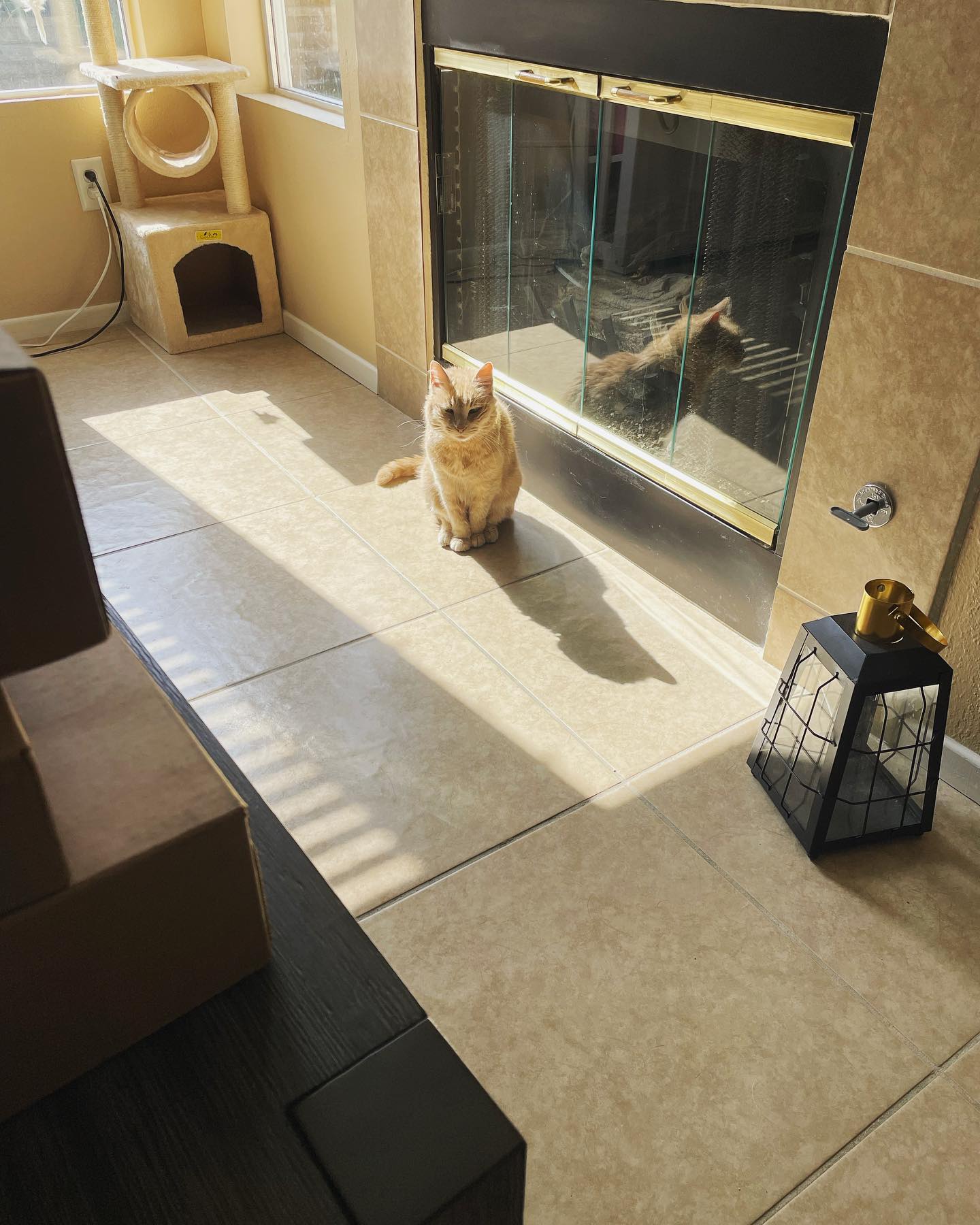 Apr 29, 2022: indoor sunbathing 🌻⁣ ⁣ #orangecat #orangecatsofinstagram #orangetabby #orangetabbycat #orangetabbycatsofinstagram #tabbycat #tabbycatsofinstagram #catsofinstagram #c...