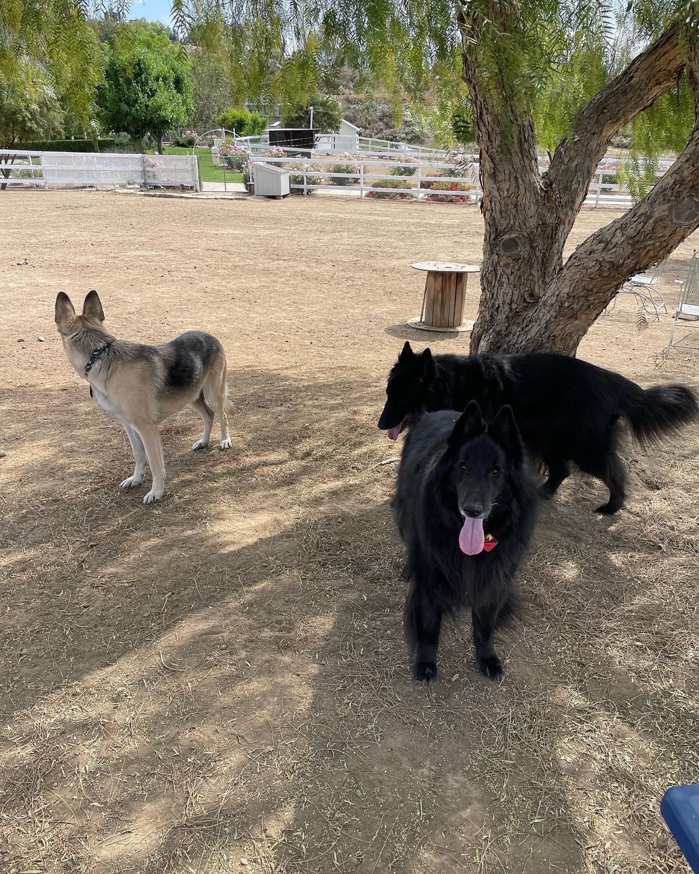 May 28, 2022: We miss Virginia, but this big dirt field is better than nothing! Lots of space to run around, and plenty of new things to smell and pee on lol ⁣ ⁣ #germanshepherd #...