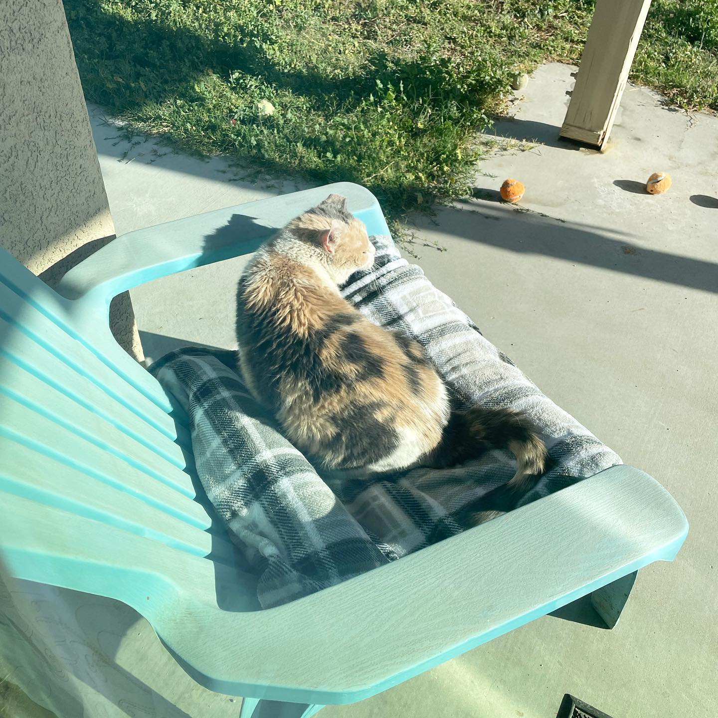 May 22, 2022: Raspberry getting her tan on 👙☀️⁣ ⁣ #calico #calicocat #dilutedcalico #dilutedcalicosofinstagram #dilutecalico #dilutecalicocatsofinstagram #catsofinstagram #catsofi...
