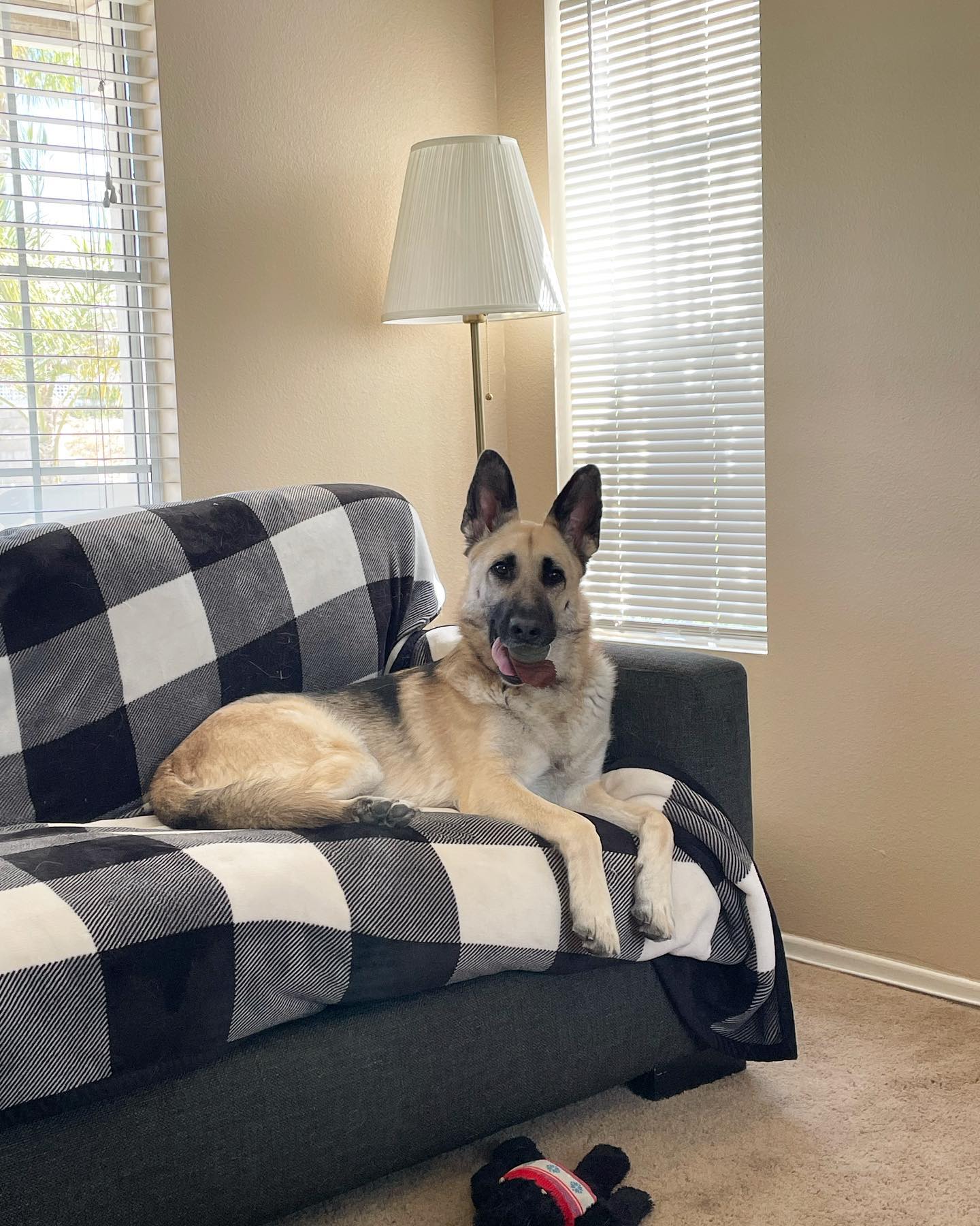 May 12, 2022: Loki ❤️s balls in his mouth… ⁣ ⁣ #germanshepherd #germanshepherdsofinstagram #gsd #gsdofinstagram #dogsofinstagram #dogsofinsta #dogsofig #dogstagram #dogswithballs