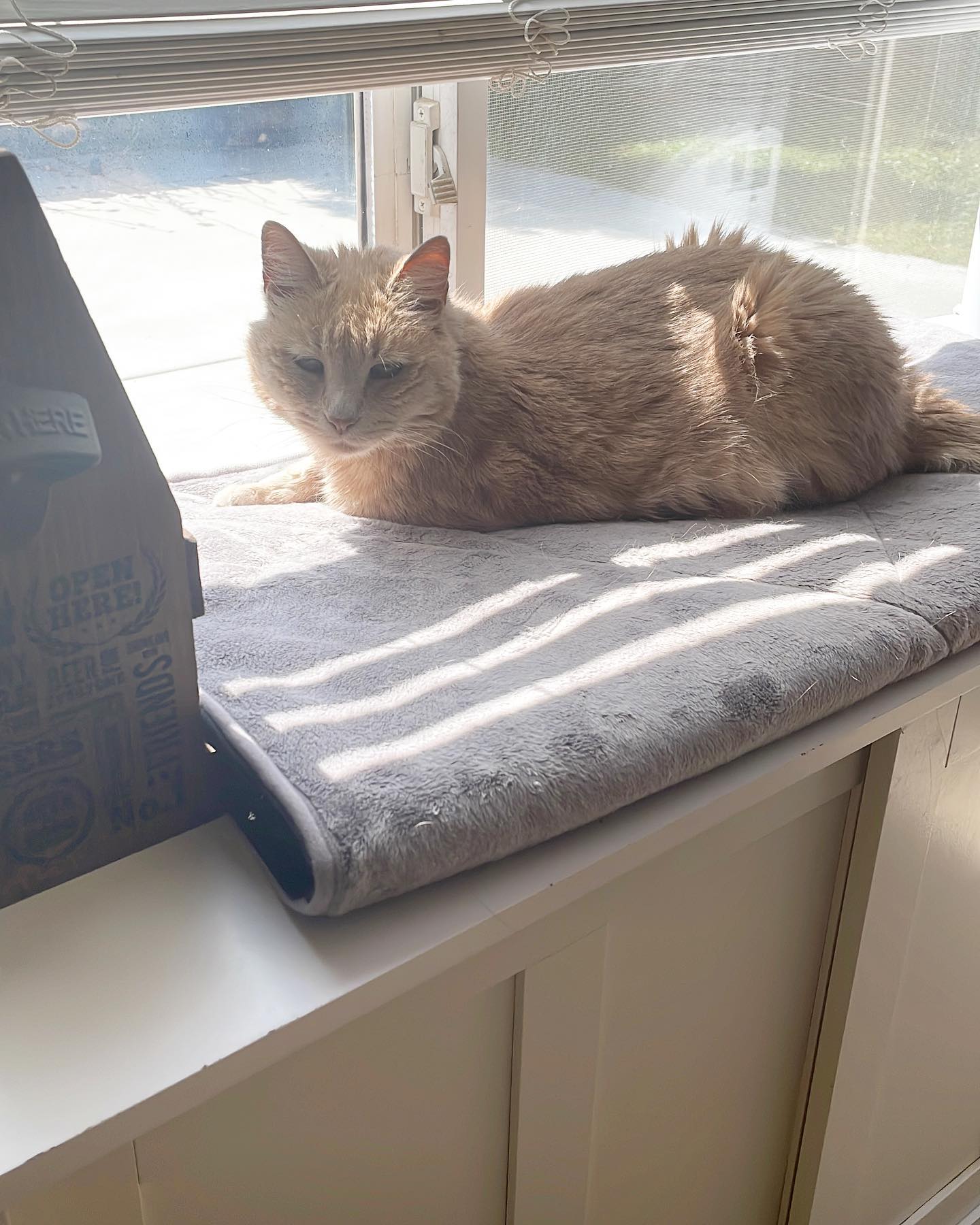 May 22, 2022: Senior kitty appreciation post! ⁣ My sweet, sweet Princess Rajah 💕⁣ ⁣ #orangecat #orangecatsofinstagram #orangetabby #orangetabbycat #orangetabbycatsofinstagram #tab...