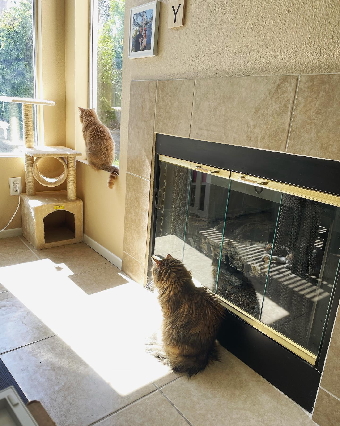 𝐅𝐑𝐈𝐃𝐀𝐘 𝐓𝐇𝐄 𝟏𝟑𝐭𝐡: In a spooky turn of event, ALL THREE CATS have been captured in ONE picture 😱 ⁣ This phenomenon will likely never happen again…… for good reasons 👹 ⁣ ⁣ #fridaythe...