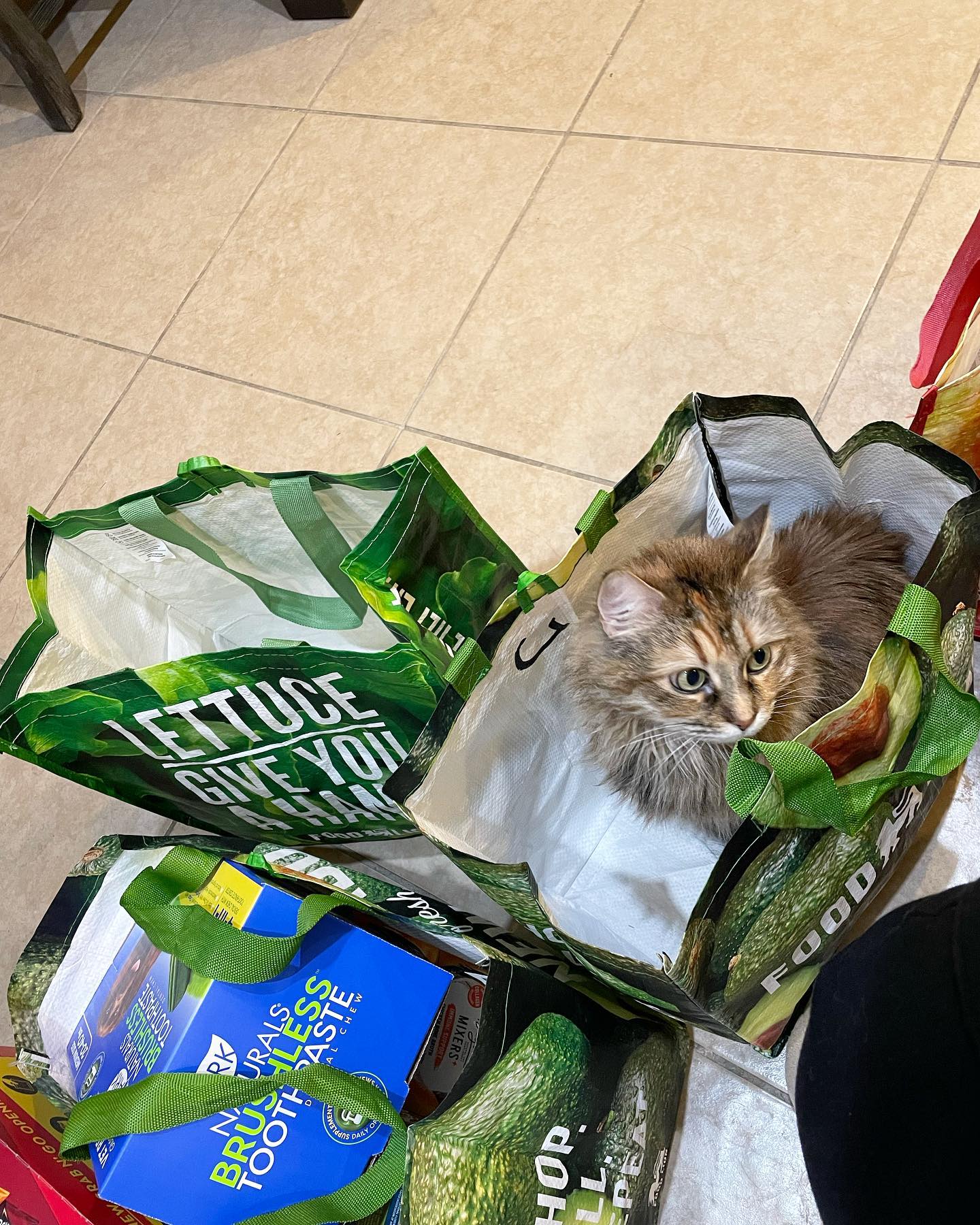 May 3, 2022: When people say “money can’t buy happiness,” they clearly haven’t paid the adoption fee to bring home a rescue cat 🥰⁣ And that’s a fact, Jack ⁣ ⁣ #mainecoon (mix 😺) #...