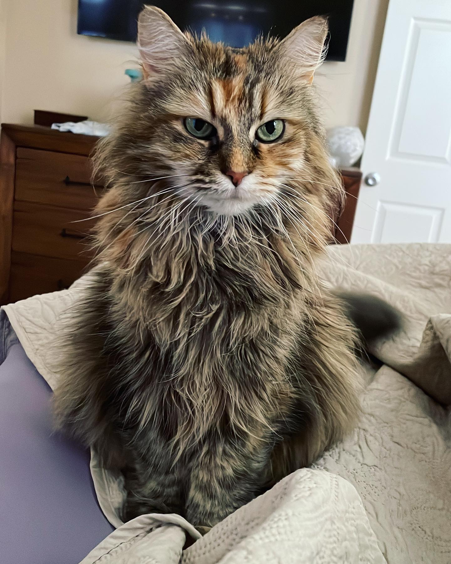 May 6, 2022: Gypsy fan club ⁣ ⁣ #mainecoon (mix 😼) #mainecooncat #mainecoonsofinstagram #catsofinstagram #catsofinsta #catsofig #catstagram