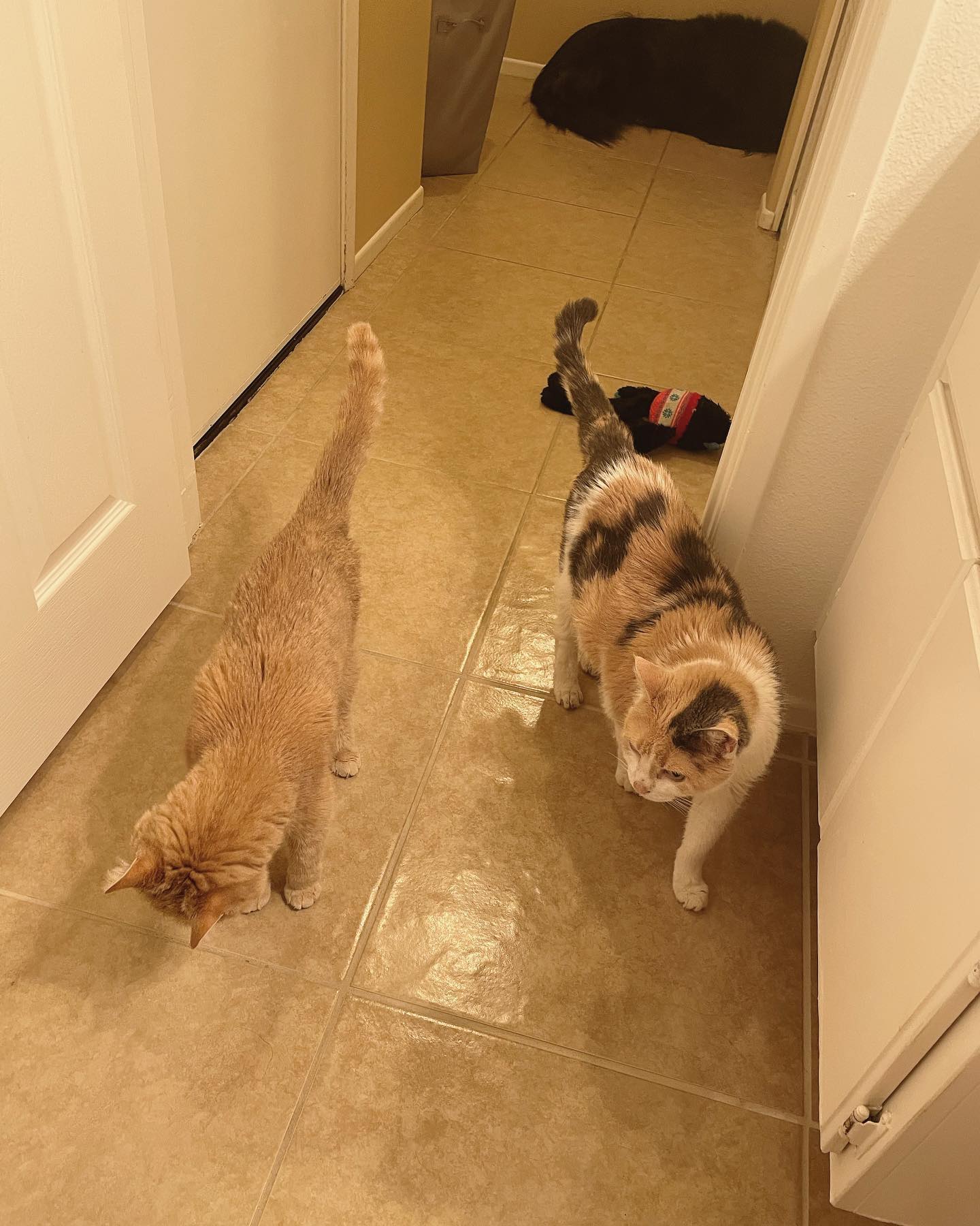 May 6, 2022: 🚽 never gonna poop in peace ever again… ⁣ ⁣ #orangecat #orangetabbycat #tabbycat #calicocat #dilutedcalico #dilutecalico #catsofinstagram #catsofinsta #catsofig #cats...
