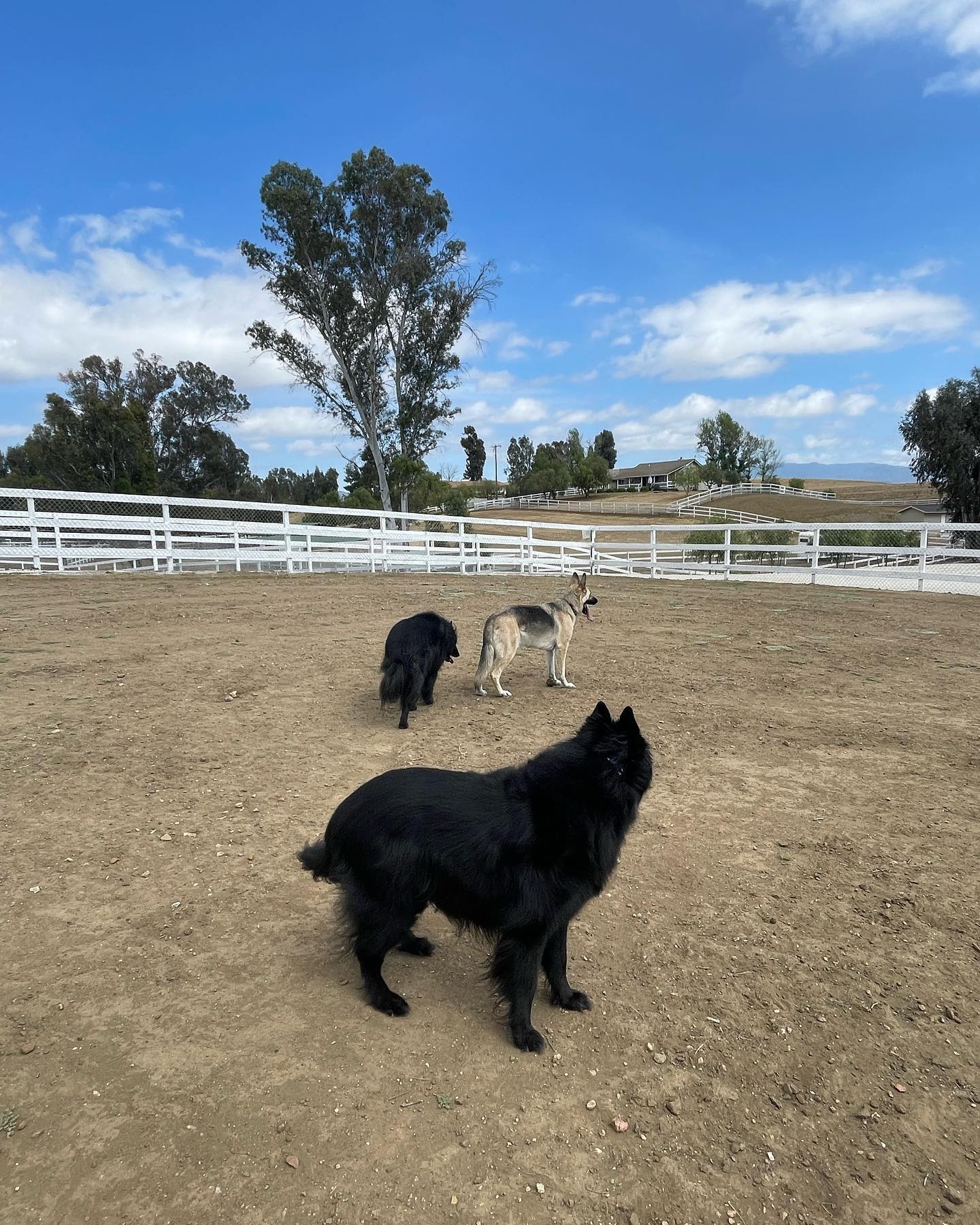 May 28, 2022: We miss Virginia, but this big dirt field is better than nothing! Lots of space to run around, and plenty of new things to smell and pee on lol ⁣ ⁣ #germanshepherd #...