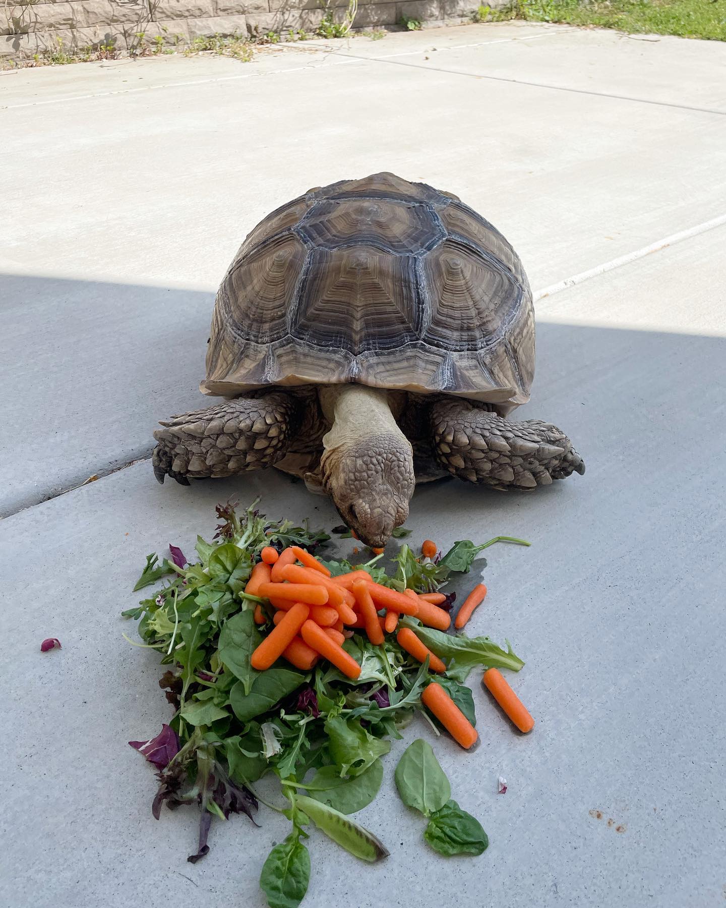 Apr 24, 2022: lunch break 🐢 ⁣ ⁣ #tortoise #africansulcata #africansulcatasofinstagram #spurredtortoise #spurredtortoisesofinstagram #tortoisesofinstagram