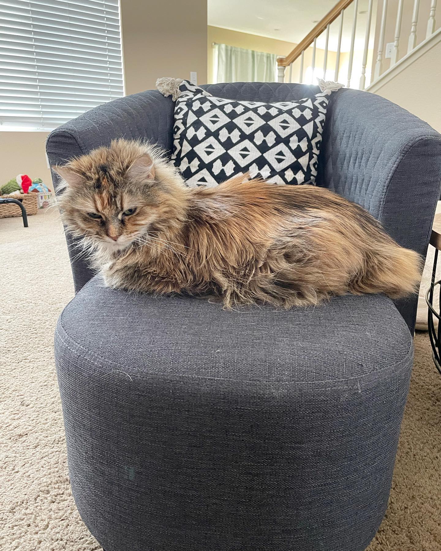 Apr 28, 2022: I disturbed her nap, and she is NOT amused 😒 ⁣ ⁣ #mainecoon (mix 😾) #mainecooncat #mainecooncatsofinstagram #catsofinstagram #catsofinsta #catsofig #catstagram #slee...