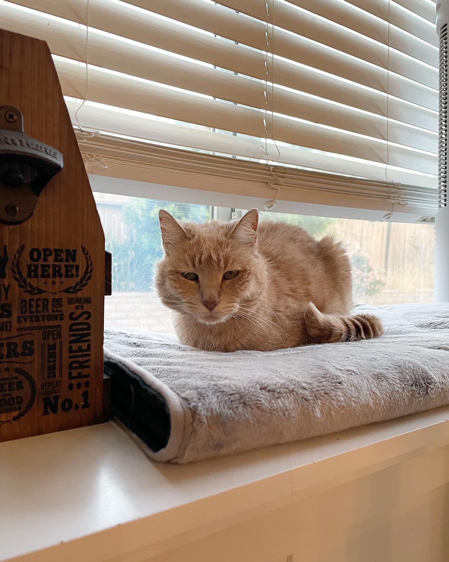 May 22, 2022: Senior kitty appreciation post! ⁣ My sweet, sweet Princess Rajah 💕⁣ ⁣ #orangecat #orangecatsofinstagram #orangetabby #orangetabbycat #orangetabbycatsofinstagram #tab...