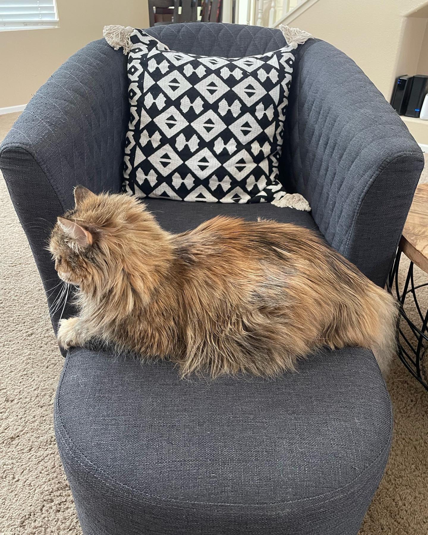 Apr 28, 2022: I disturbed her nap, and she is NOT amused 😒 ⁣ ⁣ #mainecoon (mix 😾) #mainecooncat #mainecooncatsofinstagram #catsofinstagram #catsofinsta #catsofig #catstagram #slee...