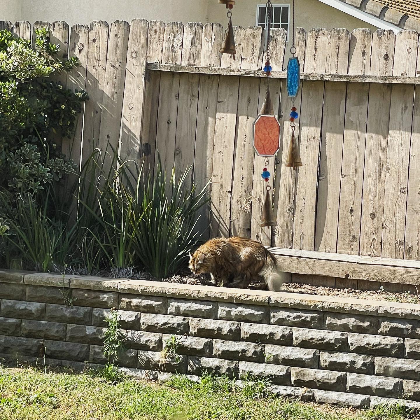 Apr 27, 2022: Gypsy having some outside time in the backyard ☀️ ⁣ ⁣ #mainecoon (mix 😽) #mainecooncat #mainecooncatsofinstagram #catsofinstagram #catsofinsta #catsofig #catstagram...
