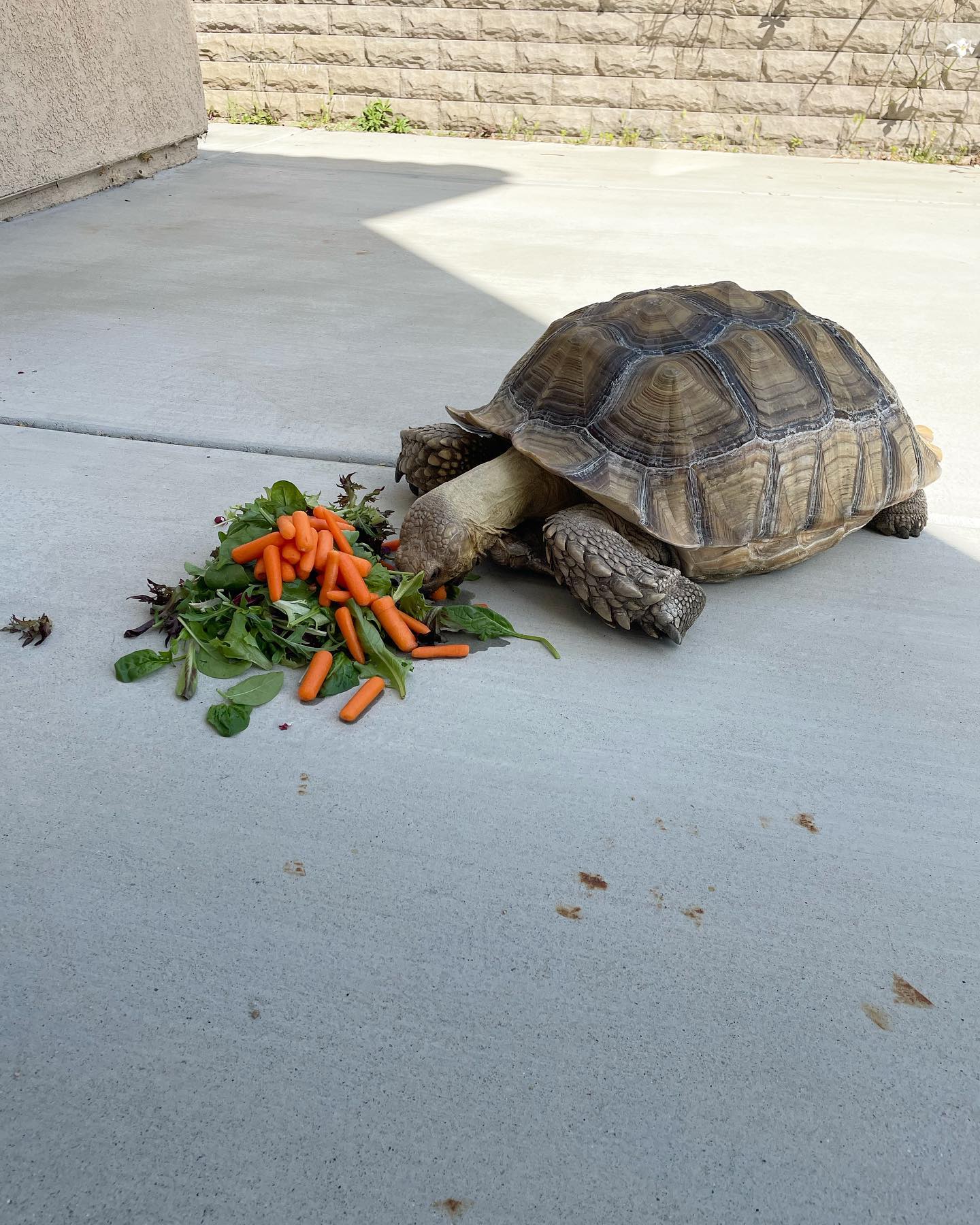 Apr 24, 2022: lunch break 🐢 ⁣ ⁣ #tortoise #africansulcata #africansulcatasofinstagram #spurredtortoise #spurredtortoisesofinstagram #tortoisesofinstagram