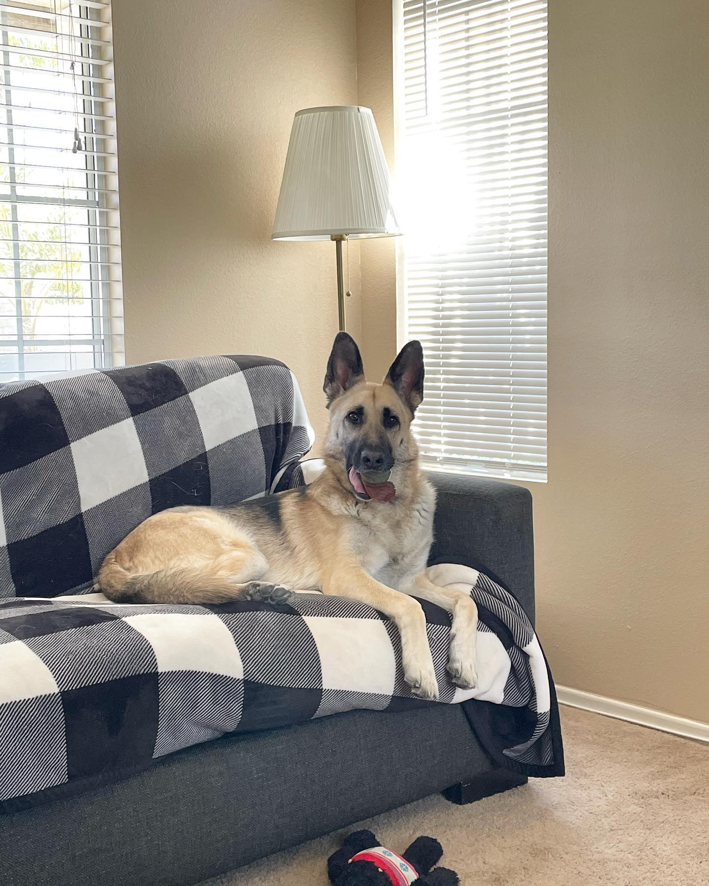 May 12, 2022: Loki ❤️s balls in his mouth… ⁣ ⁣ #germanshepherd #germanshepherdsofinstagram #gsd #gsdofinstagram #dogsofinstagram #dogsofinsta #dogsofig #dogstagram #dogswithballs