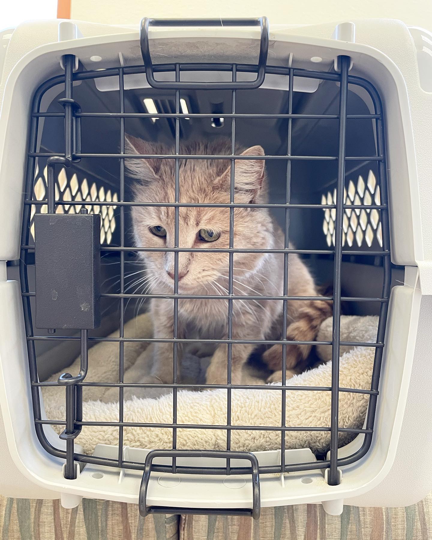 Apr 21, 2022: At the vet 🩺⁣ Little Rajah has been able to get her thyroid levels down with medication, but now we’ve confirmed our suspicions of underlying kidney disease 😞 ⁣ #sen...