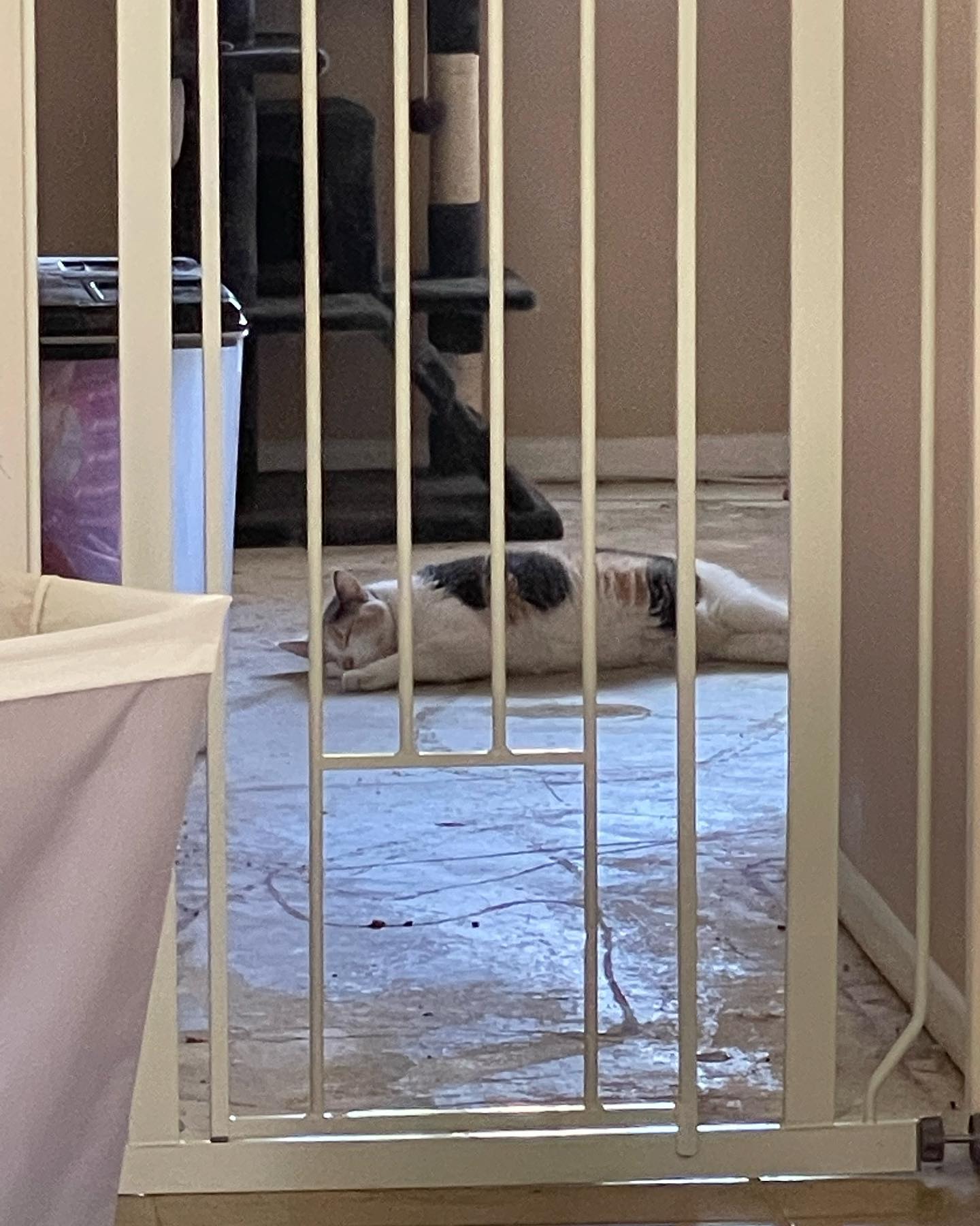 May 23, 2022: Is she……… dead??? ⁣ Nope, she’s quite alive, just chillin’ on the concrete floor of the office that we still haven’t tiled lol ⁣ ⁣ #calico #calicocat #calicocatsofin...