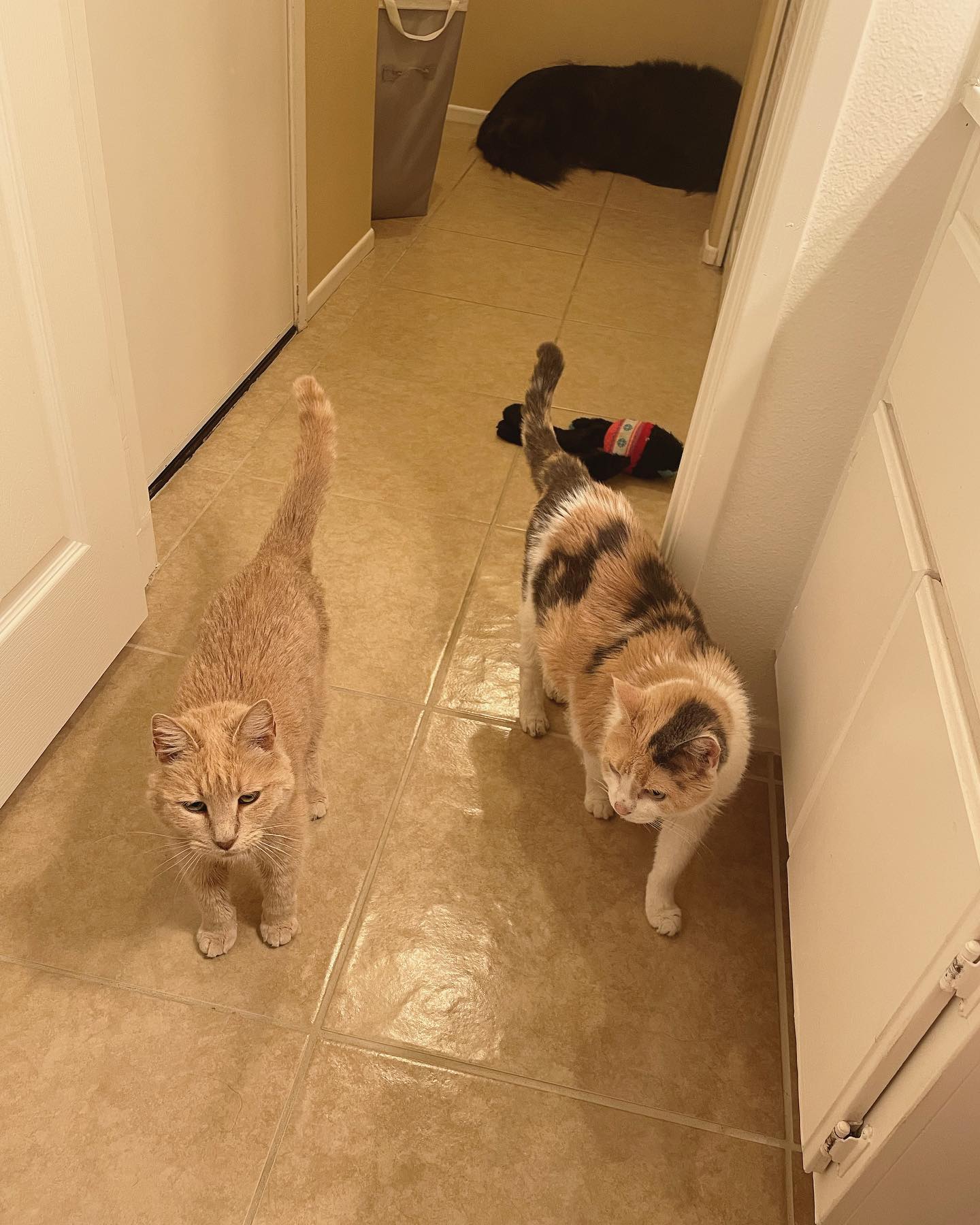 May 6, 2022: 🚽 never gonna poop in peace ever again… ⁣ ⁣ #orangecat #orangetabbycat #tabbycat #calicocat #dilutedcalico #dilutecalico #catsofinstagram #catsofinsta #catsofig #cats...