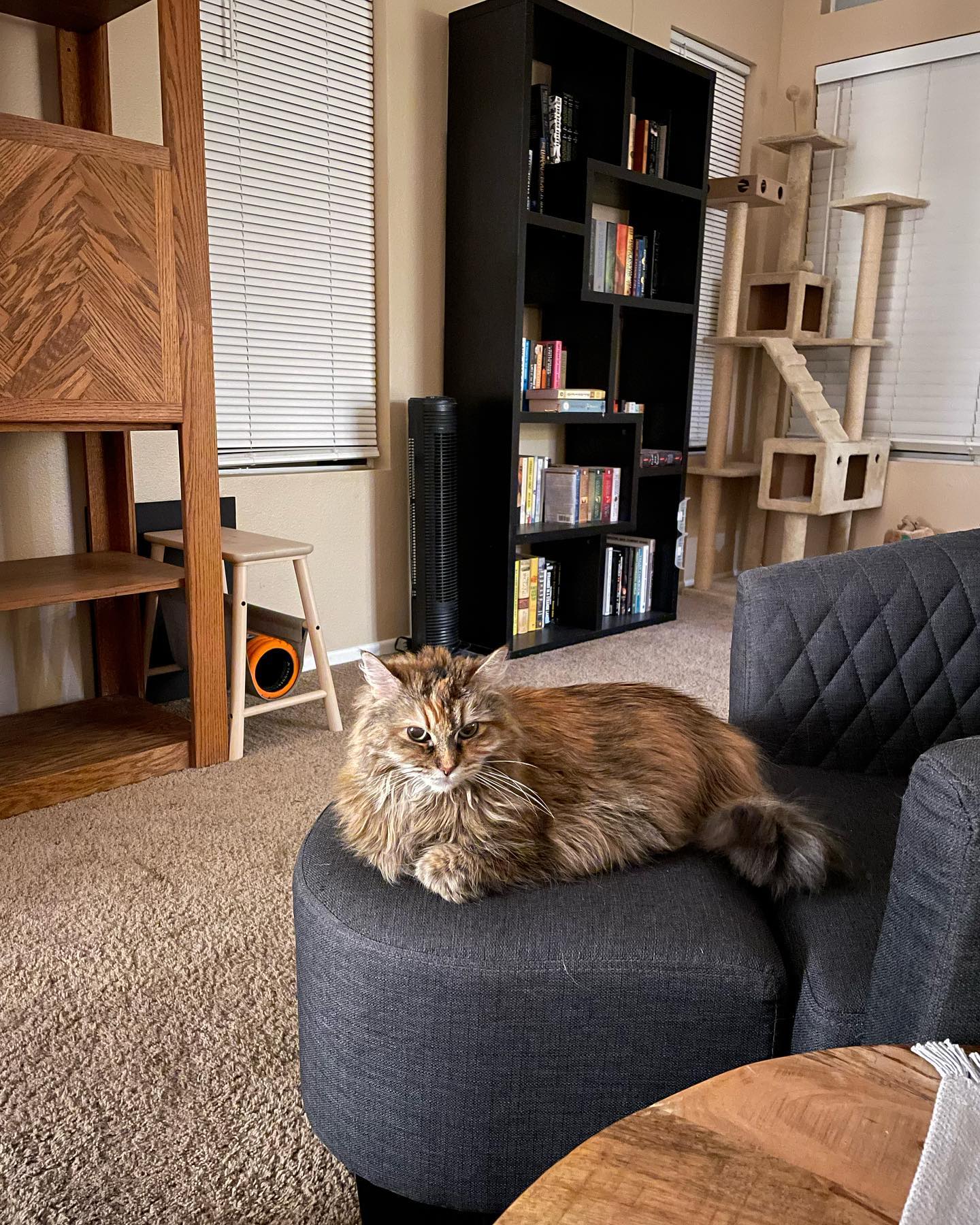 May 3, 2022: Waking Gypsy up for no reason because I’m a jerk 😆 ⁣ ⁣ #mainecoon (mix 😼) #mainecooncat #mainecoonsofinstagram #catsofinstagram #catsofig #catsofinsta #catstagram #ca...
