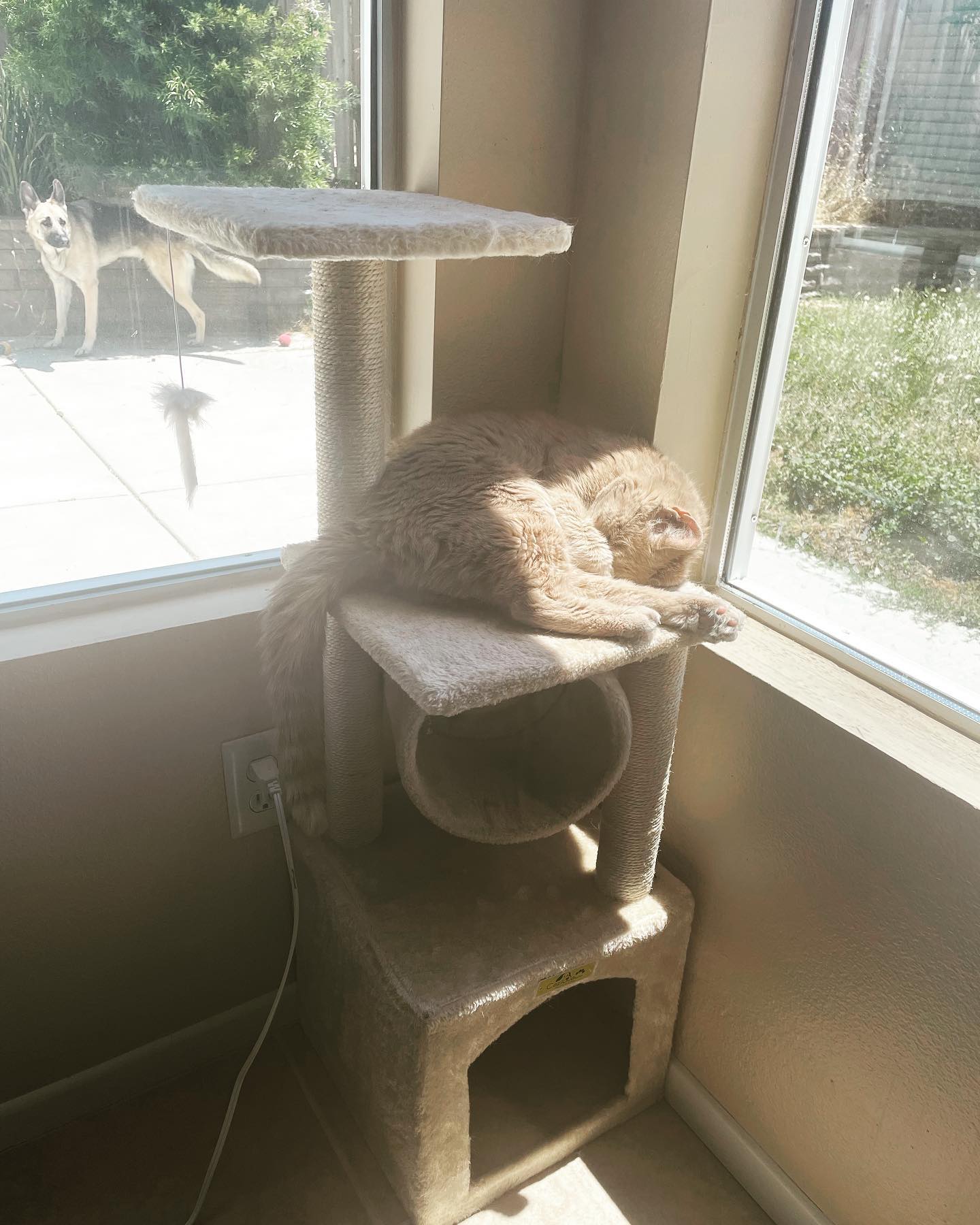 May 19, 2022: Rajah = cute ⁣ Loki peeing on my planter = not cute ⁣ ⁣ #orangecat #orangetabbycat #catsofinstagram #catsofinsta #catsofig #catstagram #germanshepherd #gsd #dogsofin...