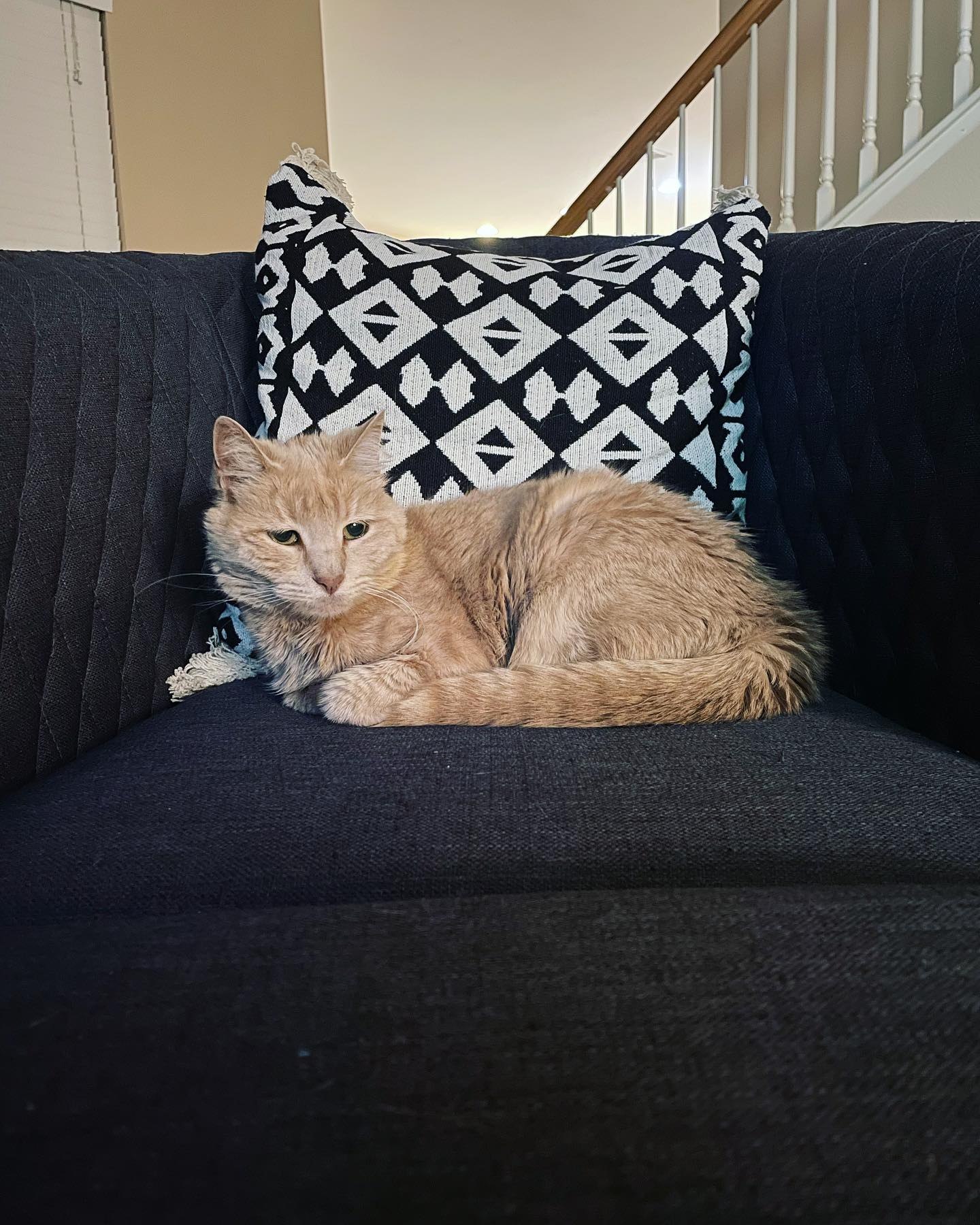 May 3, 2022: 🛋⁣ The new accent chair is a fan favorite ⁣ ⁣ #orangecat #orangecatsofinstagram #orangetabbycat #orangetabbycatsofinstagram #tabbycat #tabbycatsofinstagram #catsofins...