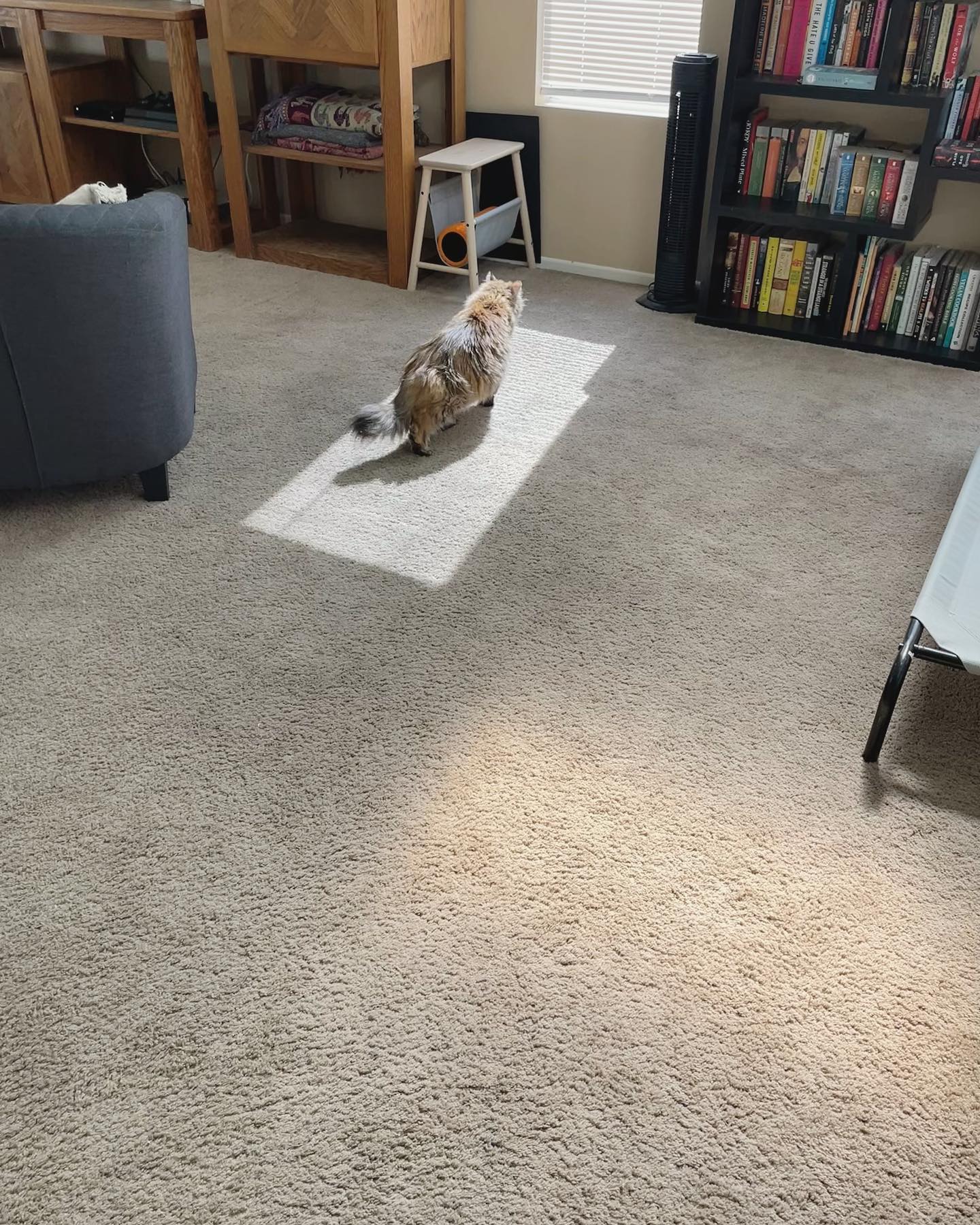 Apr 30, 2022: sunbeam kitty 🌞⁣ ⁣⁣ #mainecoon (mix 😻) #mainecooncat #mainecooncatsofinstagram #catsofinstagram #catsofinsta #catsofig #catstagram #catssunbathing