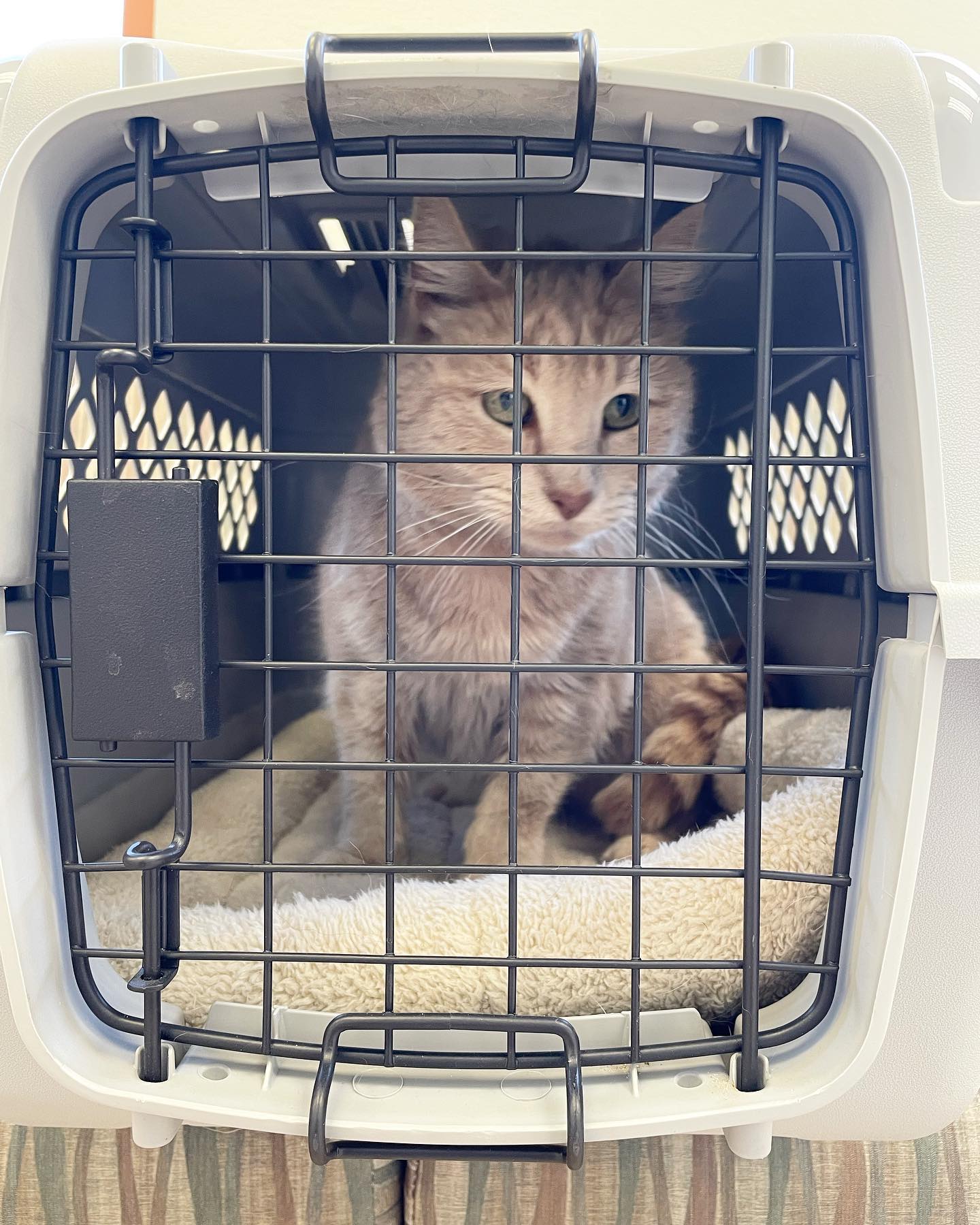 Apr 21, 2022: At the vet 🩺⁣ Little Rajah has been able to get her thyroid levels down with medication, but now we’ve confirmed our suspicions of underlying kidney disease 😞 ⁣ #sen...