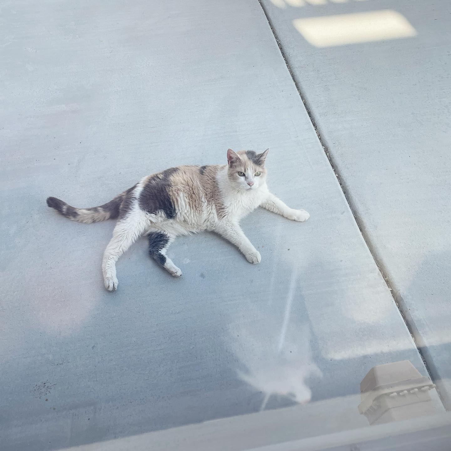 May 22, 2022: Raspberry getting her tan on 👙☀️⁣ ⁣ #calico #calicocat #dilutedcalico #dilutedcalicosofinstagram #dilutecalico #dilutecalicocatsofinstagram #catsofinstagram #catsofi...