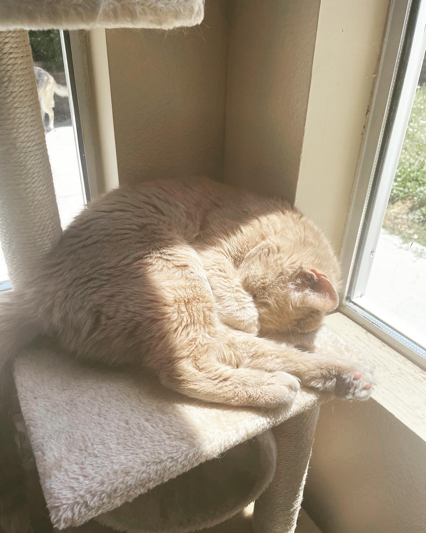 May 19, 2022: Rajah = cute ⁣ Loki peeing on my planter = not cute ⁣ ⁣ #orangecat #orangetabbycat #catsofinstagram #catsofinsta #catsofig #catstagram #germanshepherd #gsd #dogsofin...