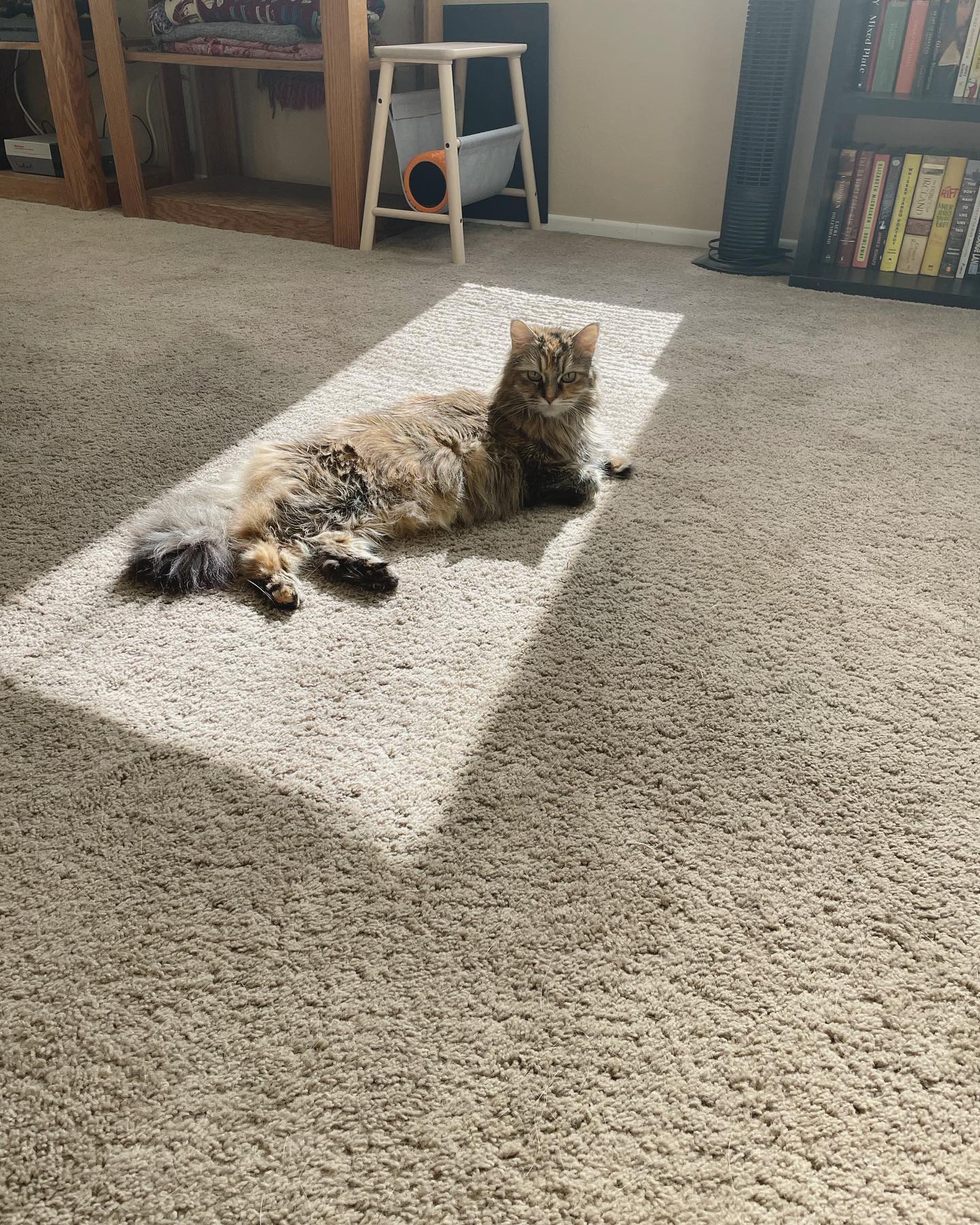 Apr 30, 2022: sunbeam kitty 🌞⁣ ⁣⁣ #mainecoon (mix 😻) #mainecooncat #mainecooncatsofinstagram #catsofinstagram #catsofinsta #catsofig #catstagram #catssunbathing
