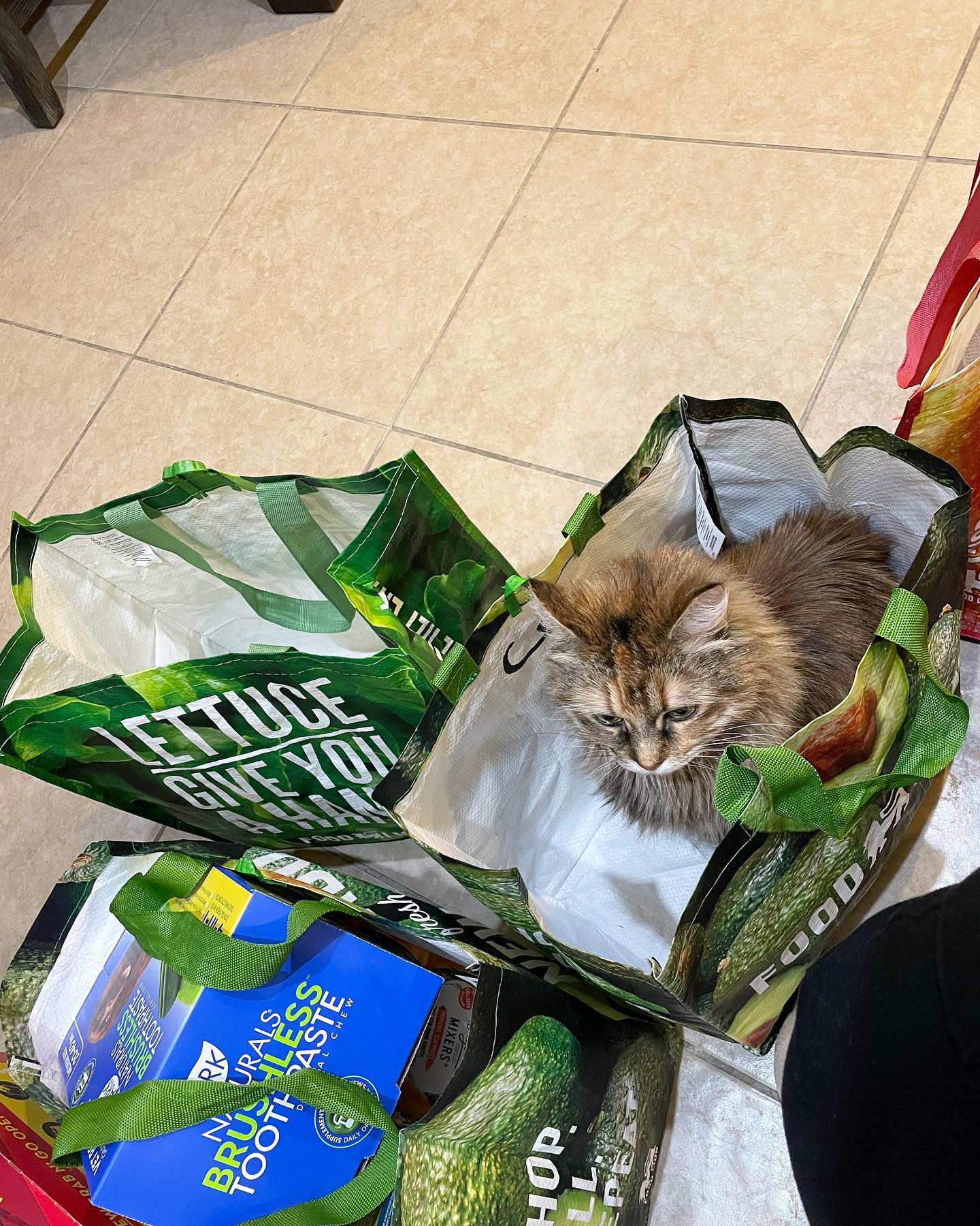 May 3, 2022: When people say “money can’t buy happiness,” they clearly haven’t paid the adoption fee to bring home a rescue cat 🥰⁣ And that’s a fact, Jack ⁣ ⁣ #mainecoon (mix 😺) #...