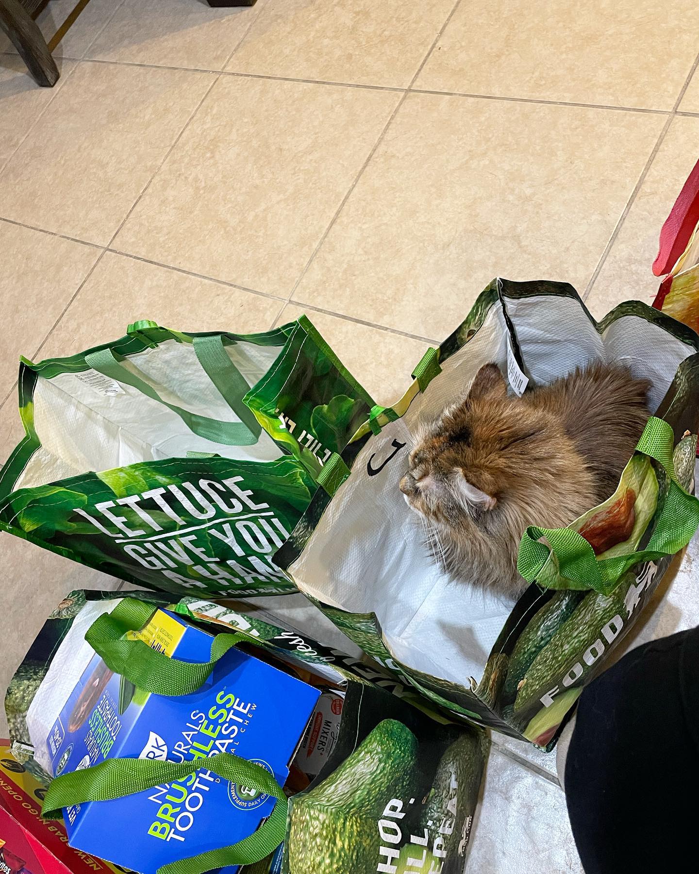 May 3, 2022: When people say “money can’t buy happiness,” they clearly haven’t paid the adoption fee to bring home a rescue cat 🥰⁣ And that’s a fact, Jack ⁣ ⁣ #mainecoon (mix 😺) #...