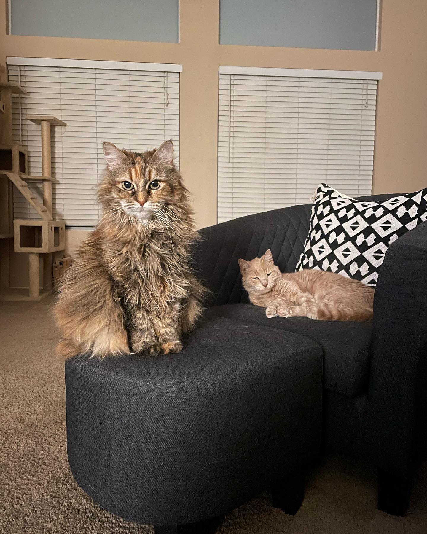 May 16, 2022: 2:37am PST ⁣ ⁣ #mainecoon (mix 😽) #mainecooncat #mainecoonsofinstagram #orangecat #orangetabby #orangetabbycatsofinstagram #catsofinstagram #catsofinsta #catsofig #c...