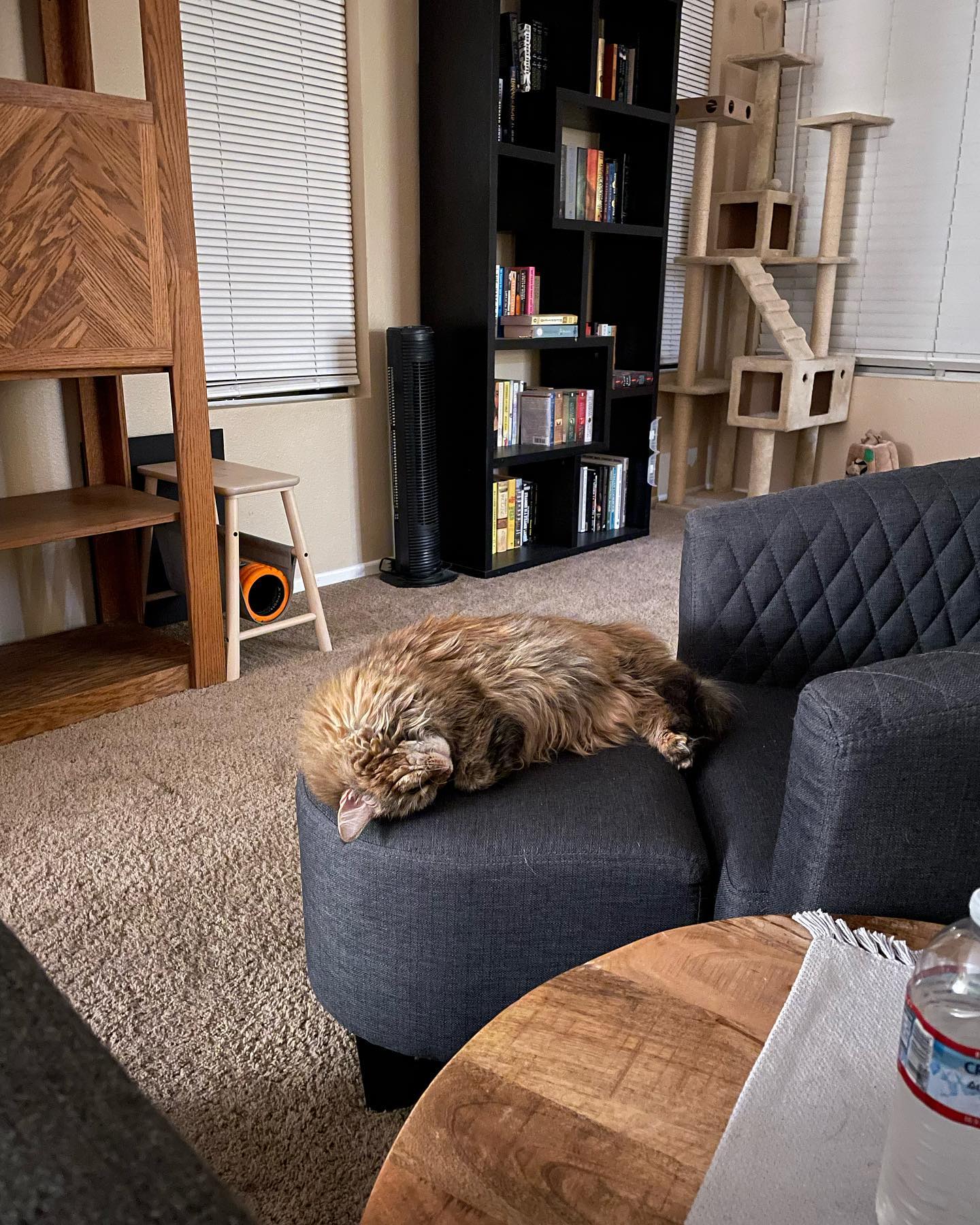 May 3, 2022: Waking Gypsy up for no reason because I’m a jerk 😆 ⁣ ⁣ #mainecoon (mix 😼) #mainecooncat #mainecoonsofinstagram #catsofinstagram #catsofig #catsofinsta #catstagram #ca...