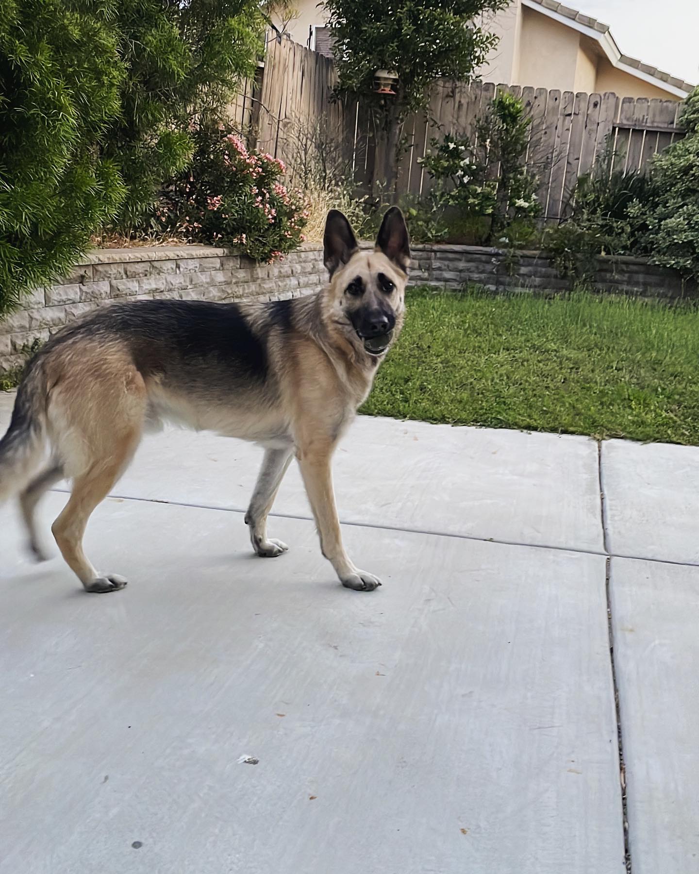 Apr 28, 2022: Loki-doki! Such a handsome boy! 😍 ⁣ ⁣ #germanshepherd #germanshepherdsofinstagram #gsd #gsdofinstagram #dogsofinstagram #dogsofinsta #dogsofig #dogstagram #dogsoutsi...