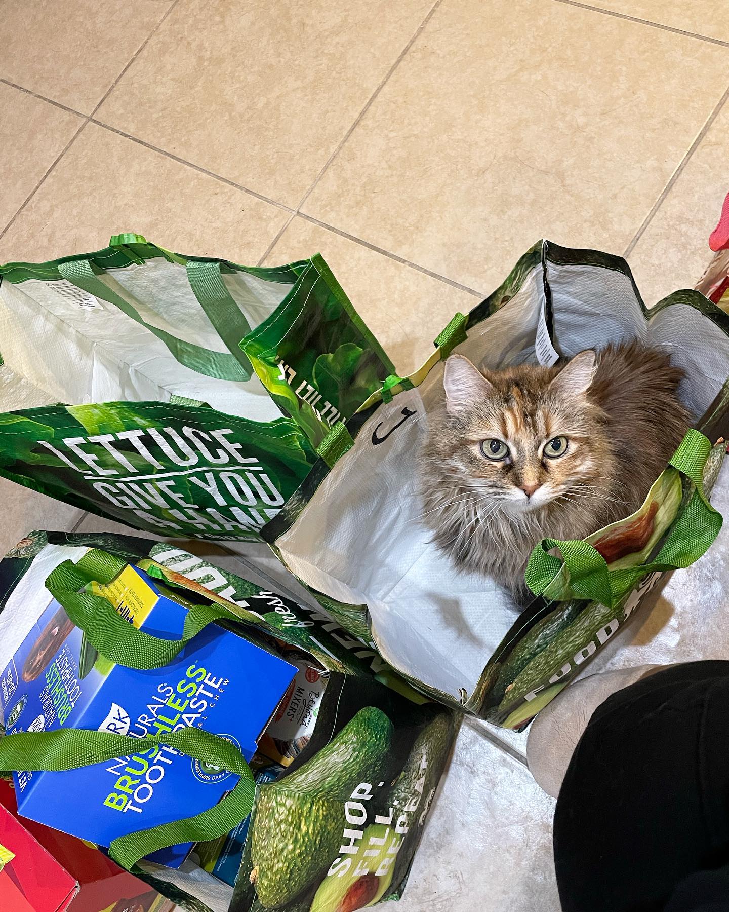 May 3, 2022: When people say “money can’t buy happiness,” they clearly haven’t paid the adoption fee to bring home a rescue cat 🥰⁣ And that’s a fact, Jack ⁣ ⁣ #mainecoon (mix 😺) #...