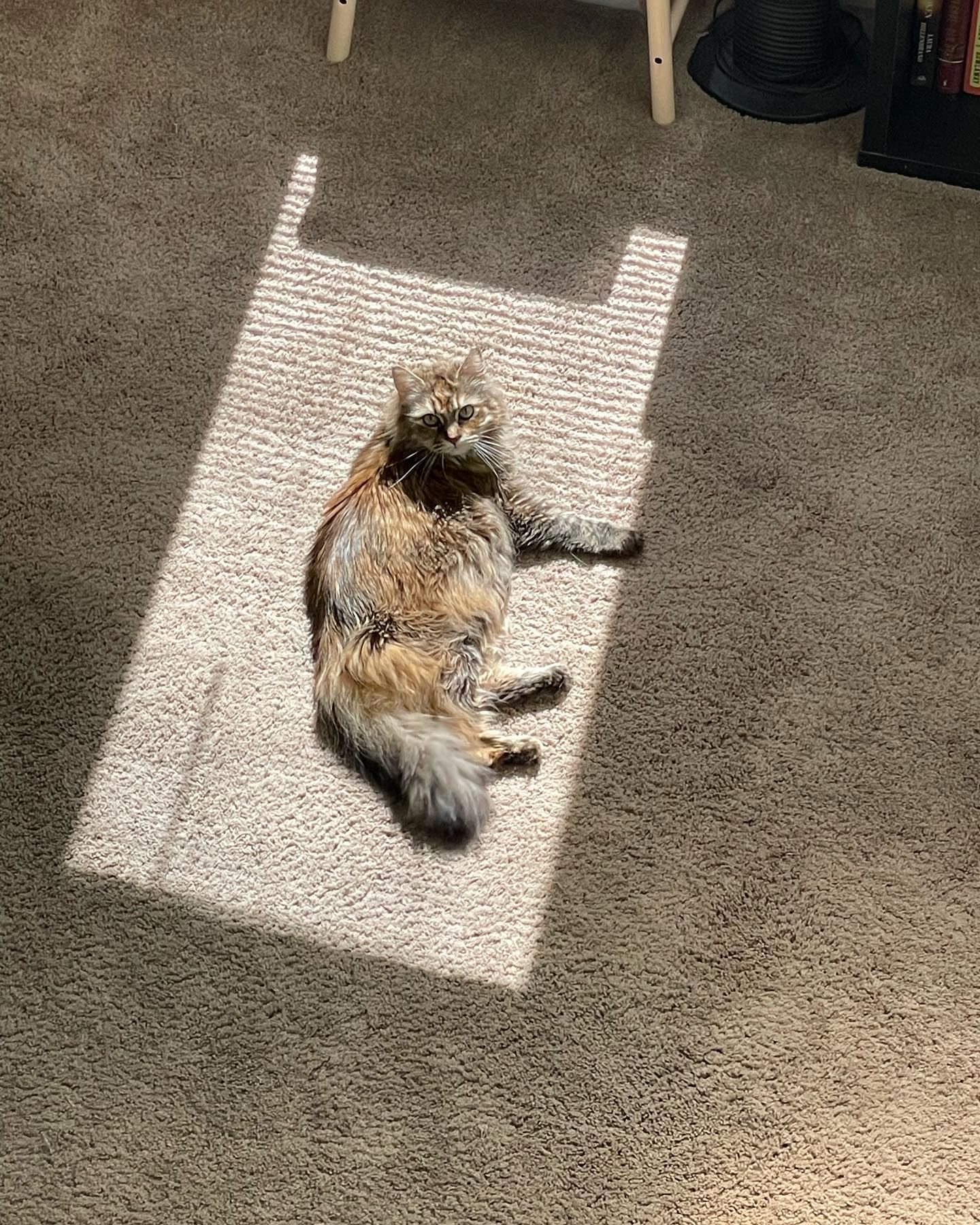 May 5, 2022: It’s entirely possible that she knows how adorable she is ⁣ ⁣ #mainecoon (mix 😻) #mainecooncat #mainecoonsofinstagram #catsofinstagram #catsofinsta #catsofig #catstag...
