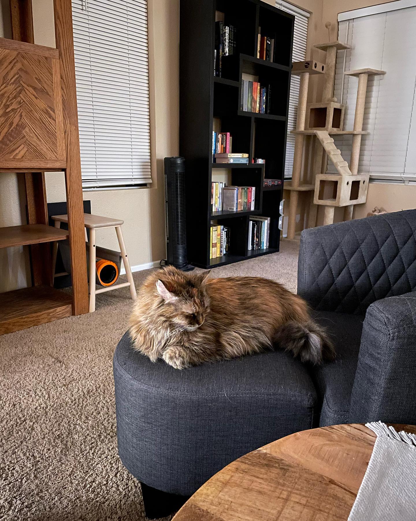 May 3, 2022: Waking Gypsy up for no reason because I’m a jerk 😆 ⁣ ⁣ #mainecoon (mix 😼) #mainecooncat #mainecoonsofinstagram #catsofinstagram #catsofig #catsofinsta #catstagram #ca...