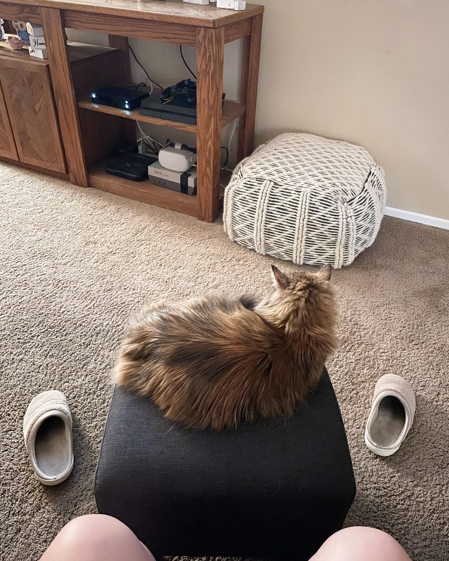 May 27, 2022: 🐱⁣ ⁣ #mainecoon (mix 😸) #mainecooncat #mainecooncatsofinstagram #catsofinstagram #catsofinsta #catsofig #catstagram #catsonchairs