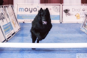 Feb 23, 2020: #latergram ⁣⁣ Sirius loved the lure course at the Virginia Beach Pet Expo! ⁣ ⁣ #belgianshepherd #belgianshepherdgroenendael #belgianshepherdsofinstagram #groenendael...
