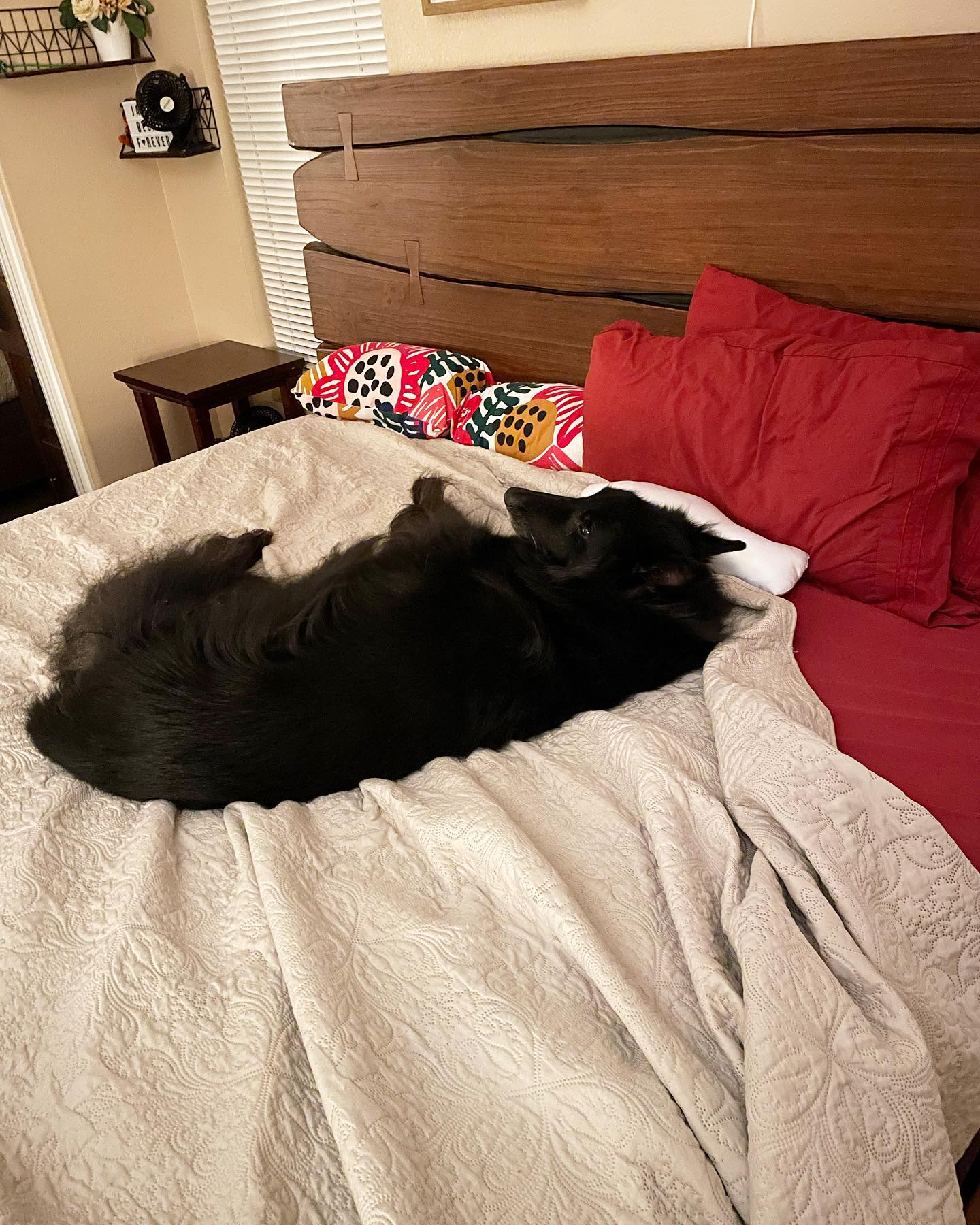 May 28, 2022: bruh. I JUST got out of bed to pee 😒 I was coming right back! ⁣ Quit creepin’ onto my side of the bed, you bed hog ⁣ ⁣ #belgiansheperd #belgianshepherdgroenendael #b...