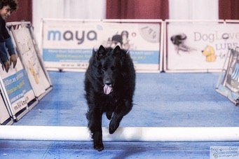 Feb 23, 2020: #latergram ⁣⁣ Sirius loved the lure course at the Virginia Beach Pet Expo! ⁣ ⁣ #belgianshepherd #belgianshepherdgroenendael #belgianshepherdsofinstagram #groenendael...