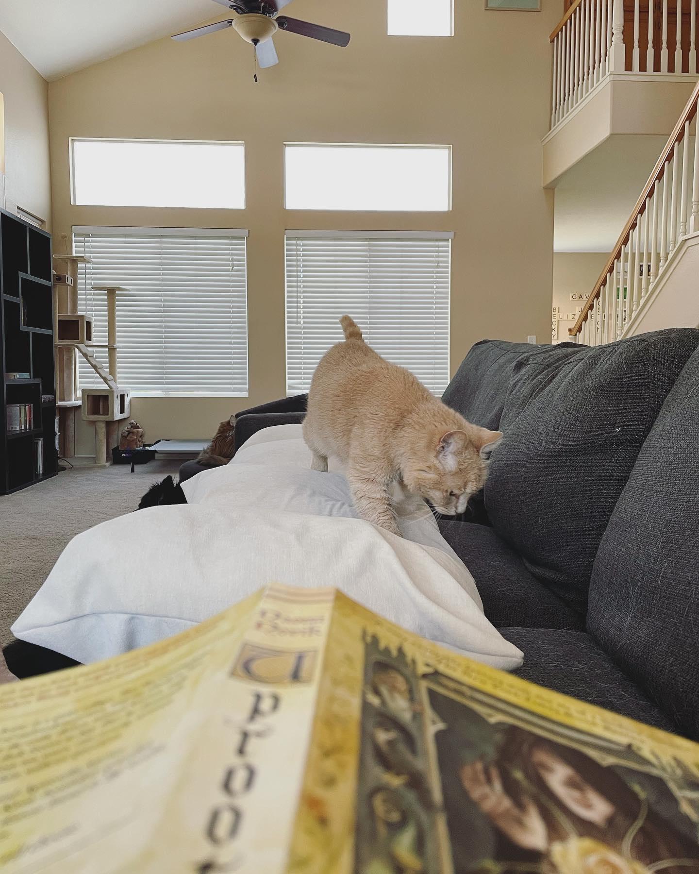 May 29, 2022: Oh hey Mom, whatcha doin’? ⁣ ⁣ #orangecat #orangecatsofinstagram #orangetabbycat #orangetabbycatsofinstagram #tabbycat #tabbycatsofinstagram #catsofinstagram #catsof...