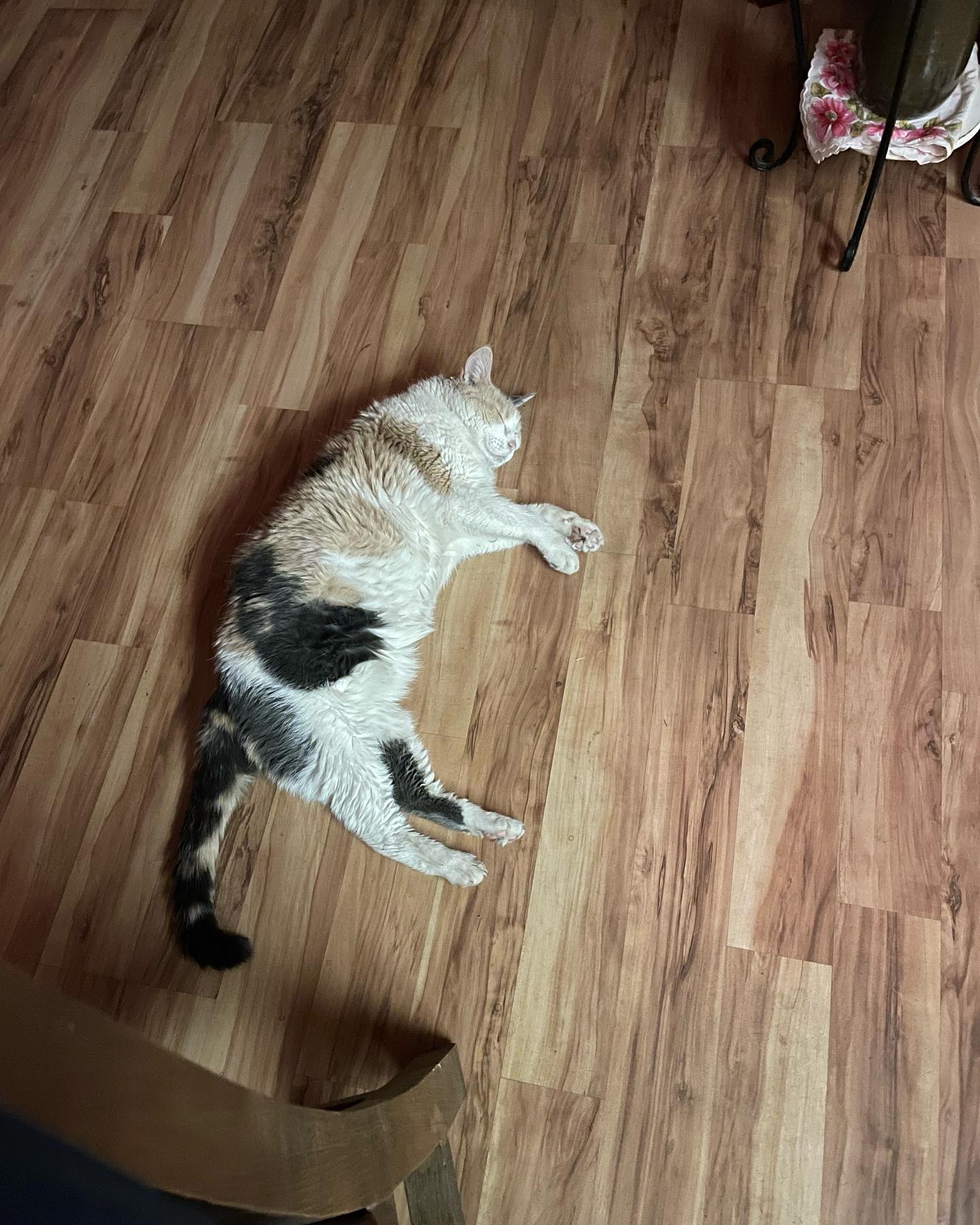 Jun 1-3, 2022: Raspberry, or Buttberry as my Dad has lovingly dubbed her, absolutely loved being the only child at my parents’ house during our visit. ⁣ She was extremely displeas...