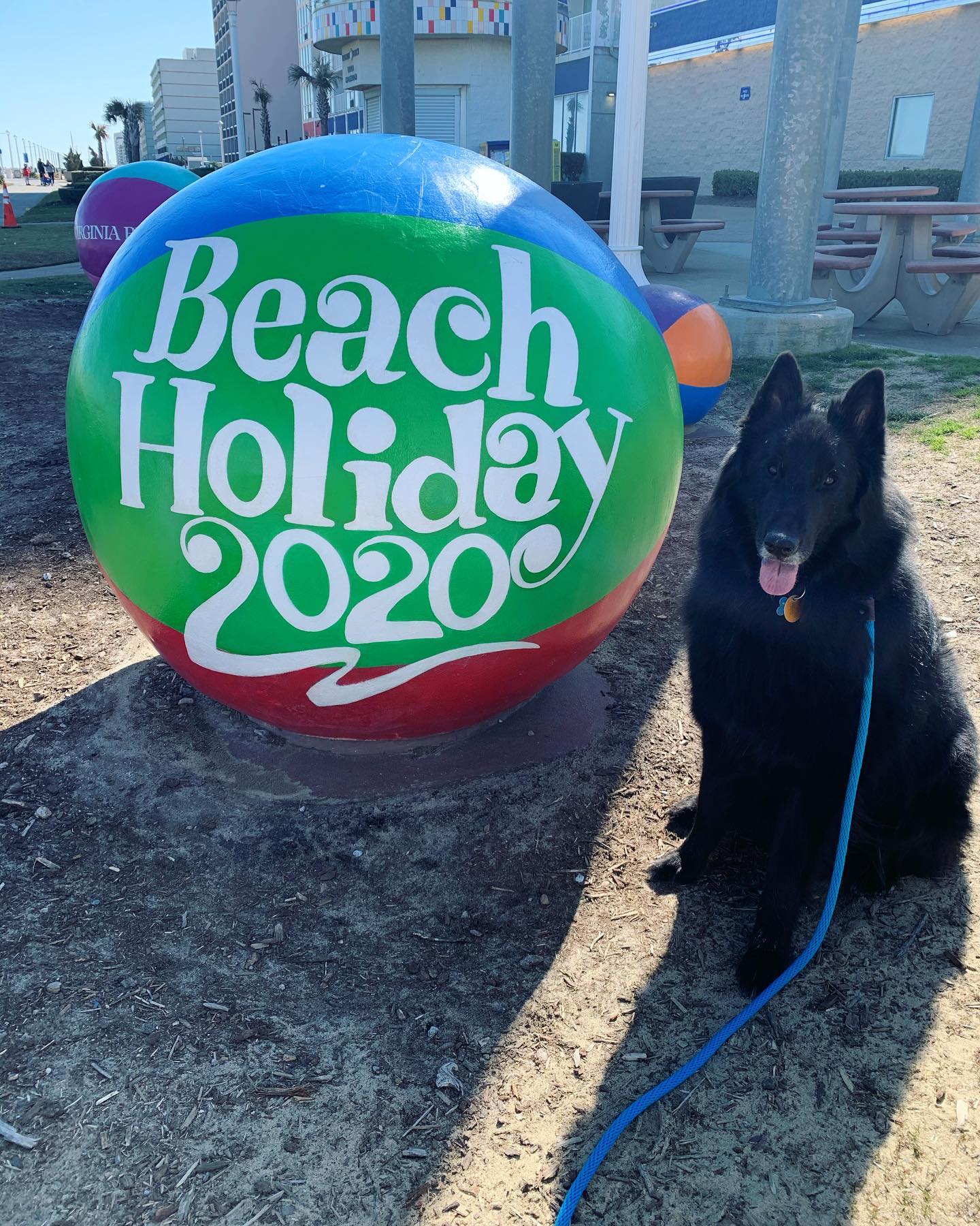 Feb 22, 2020: #latergram ⁣ Remus enjoying the Virginia Beach oceanfront ⁣ ⁣ #belgianshepherd #belgianshepherdgroenendael #belgianshepherdsofinstagram #groenendael #groenendaelsofi...