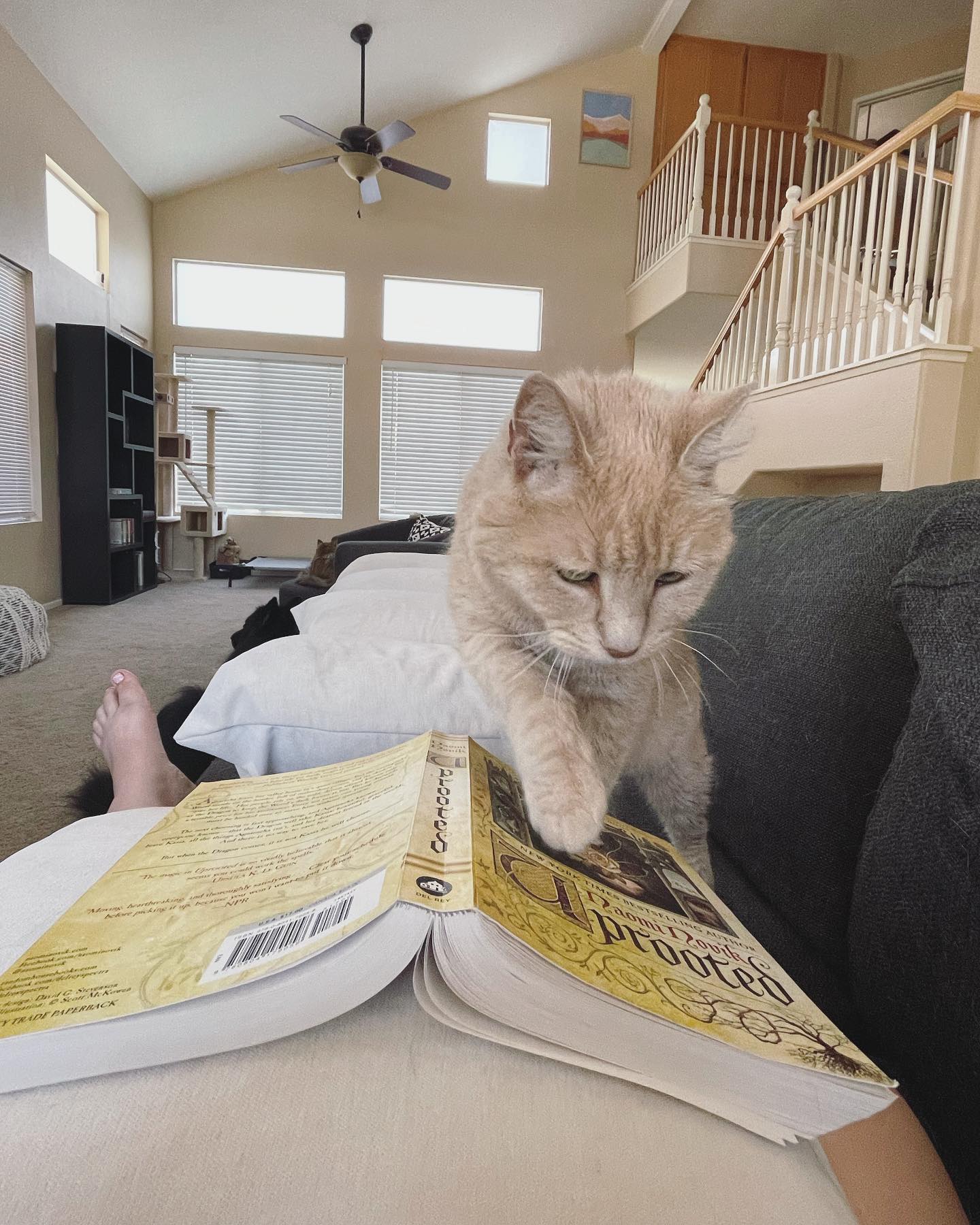 May 29, 2022: Oh hey Mom, whatcha doin’? ⁣ ⁣ #orangecat #orangecatsofinstagram #orangetabbycat #orangetabbycatsofinstagram #tabbycat #tabbycatsofinstagram #catsofinstagram #catsof...