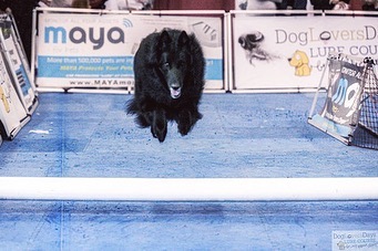 Feb 22, 2020: #latergram ⁣⁣ Remus loved the lure course at the Virginia Beach Pet Expo! ⁣ ⁣ #belgianshepherd #belgianshepherdgroenendael #belgianshepherdsofinstagram #groenendael...