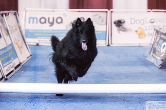 Feb 23, 2020: #latergram ⁣⁣ Sirius loved the lure course at the Virginia Beach Pet Expo! ⁣ ⁣ #belgianshepherd #belgianshepherdgroenendael #belgianshepherdsofinstagram #groenendael...